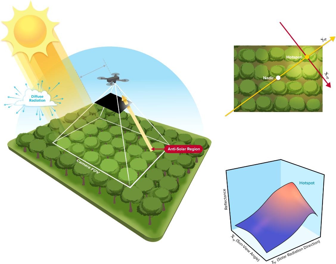 Diagram showing how sunlight can create false hotspots in drone data over orchards. 