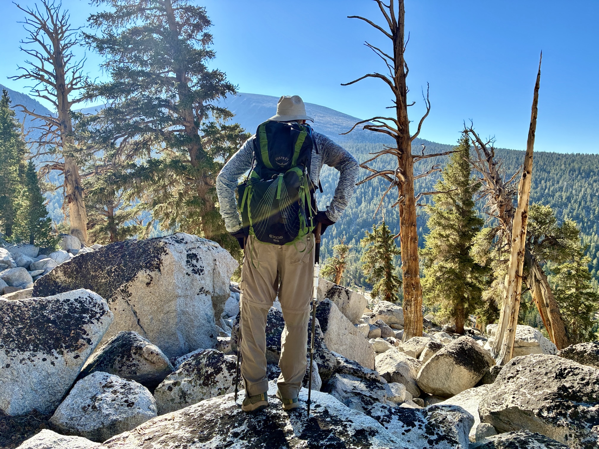 Hugh Safford stands with back to camera, hands on hips, overlooking mountains and forests searching for Jeffrey pine