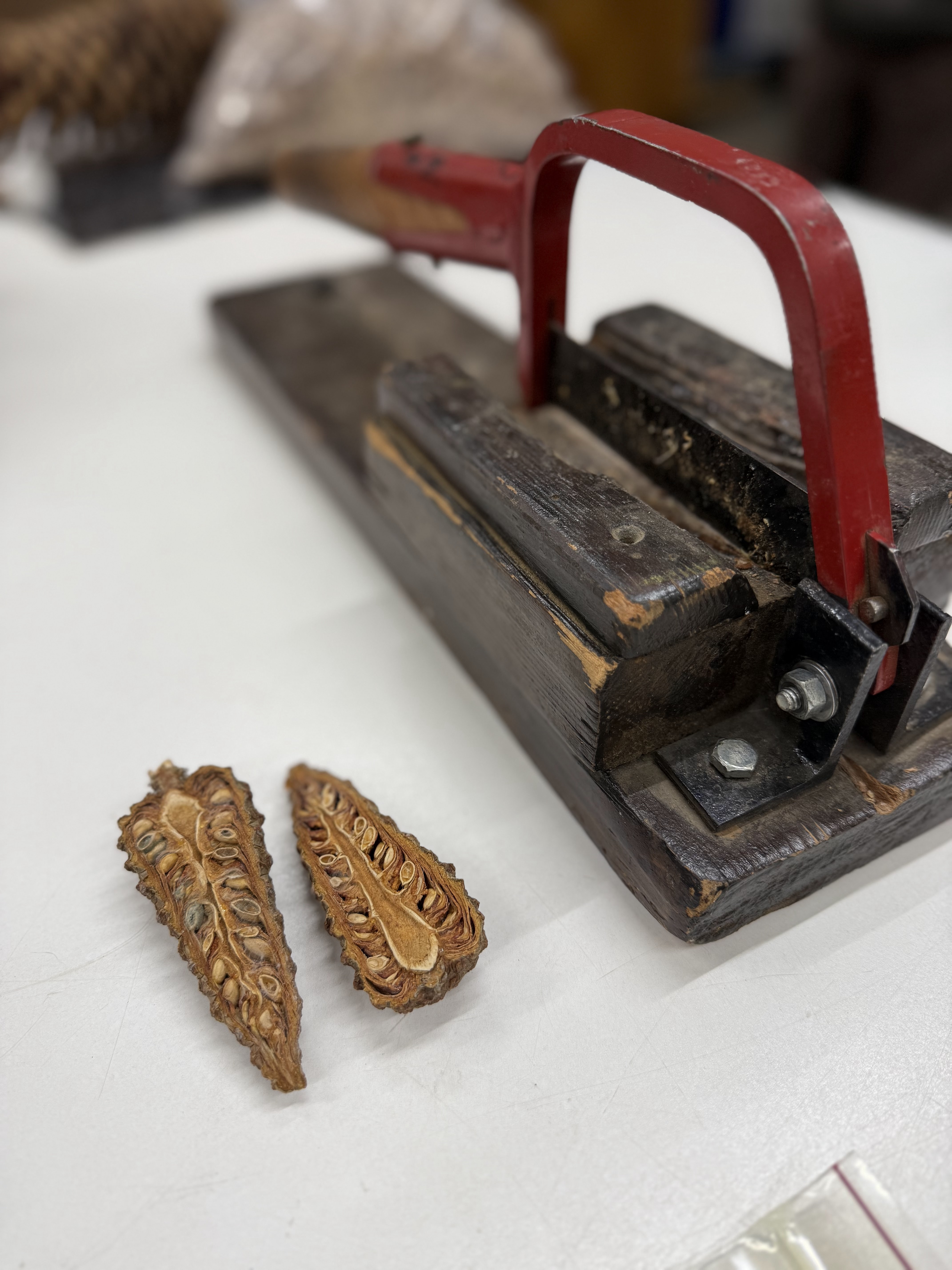 a pinecone split in half sits next to a cone slicer on a  counter. The slicer is metal with a red handle.