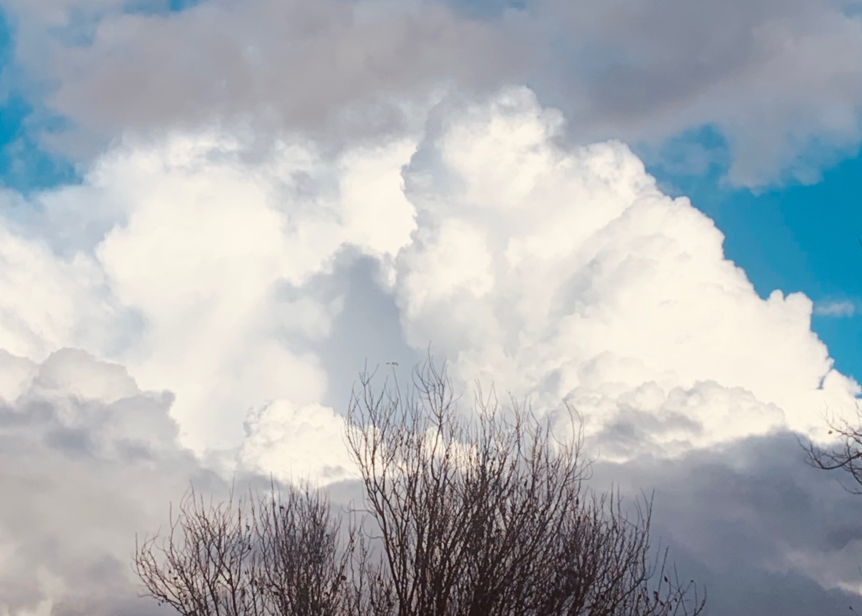 white and gray clouds billow over a winter tree under a blue sky after a rain