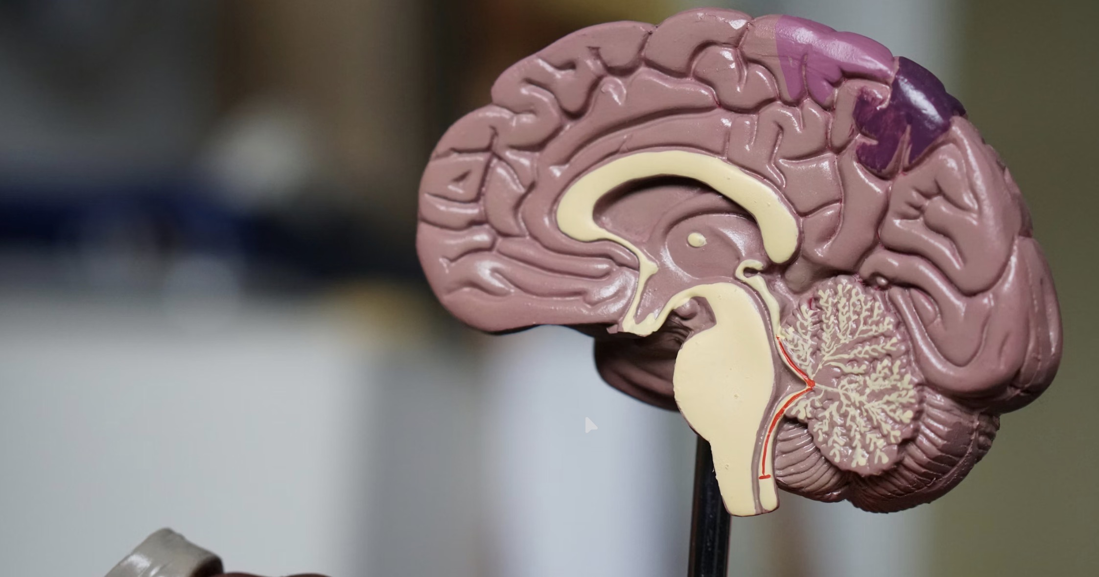 Anatomical sagittal brain model on a stand, showing cortex, cerebellum and brainstem