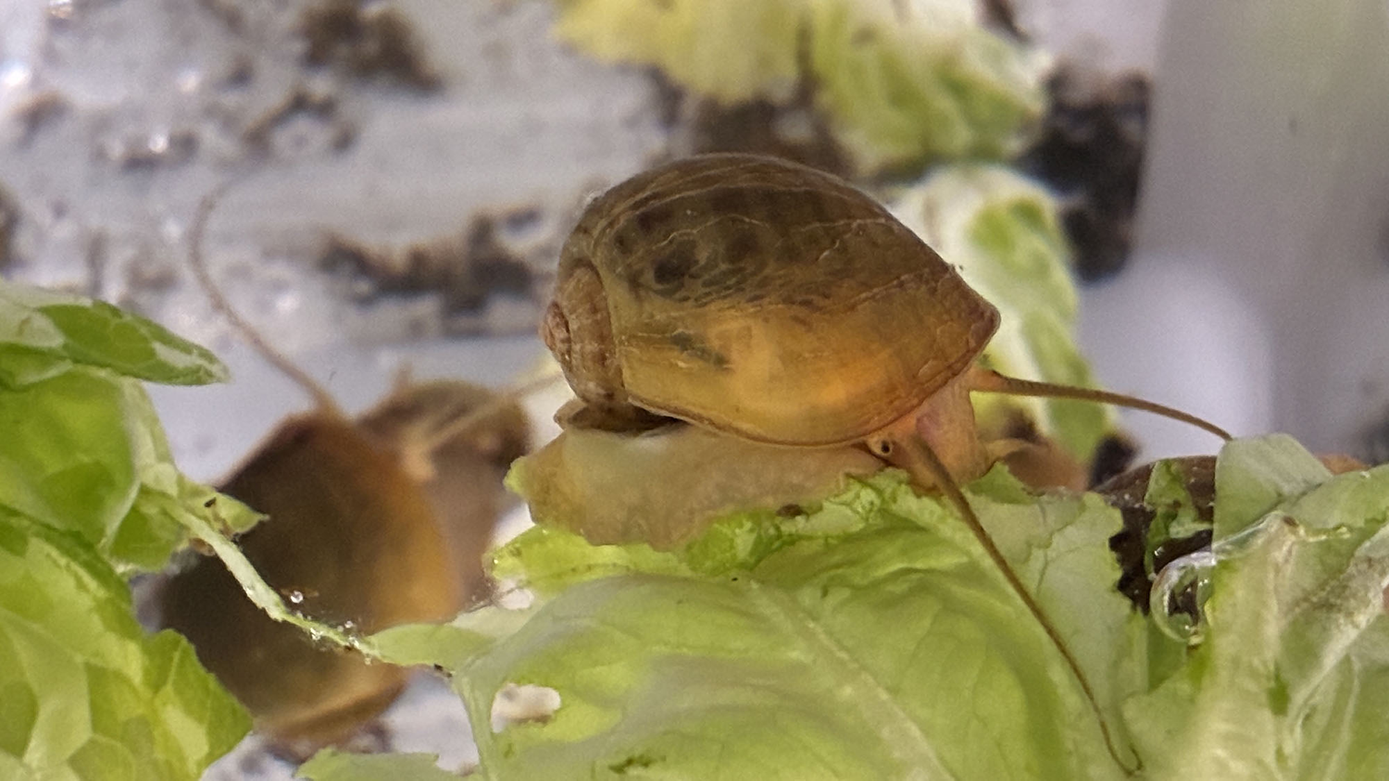 A golden brown snail with long antennae and a short eyestalk crawls on a lettuce leaf. 