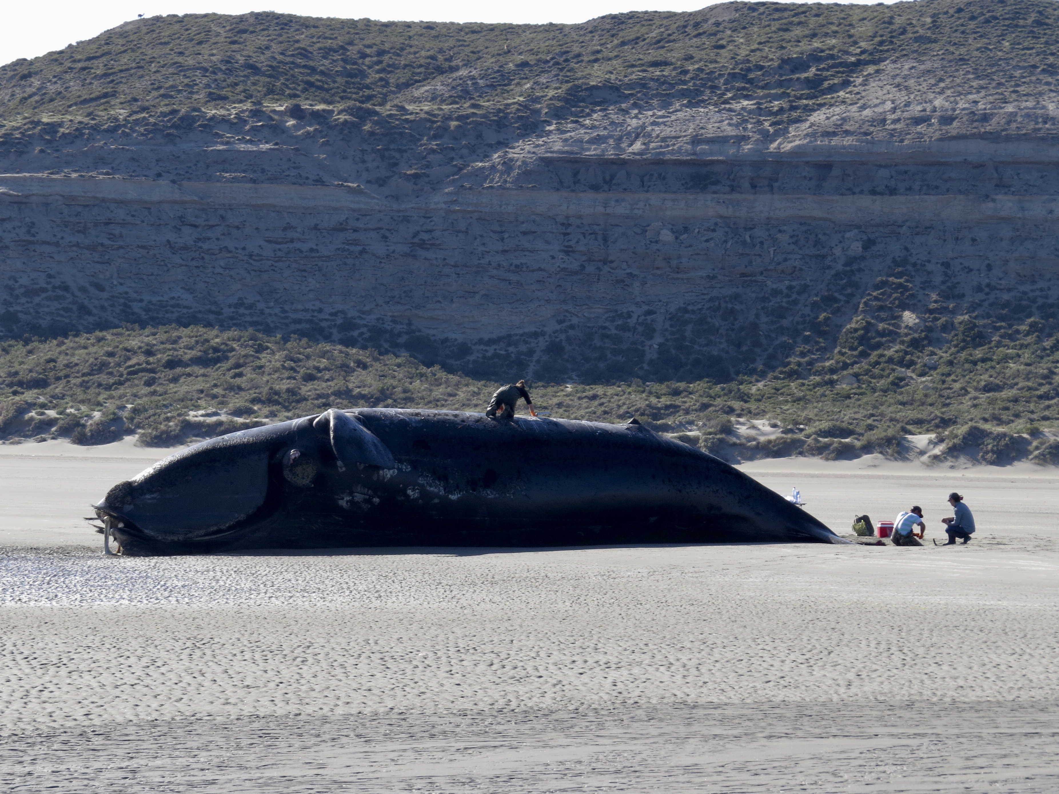 Beached whale carcass on broad sandy beach with small people and layered cliffs.