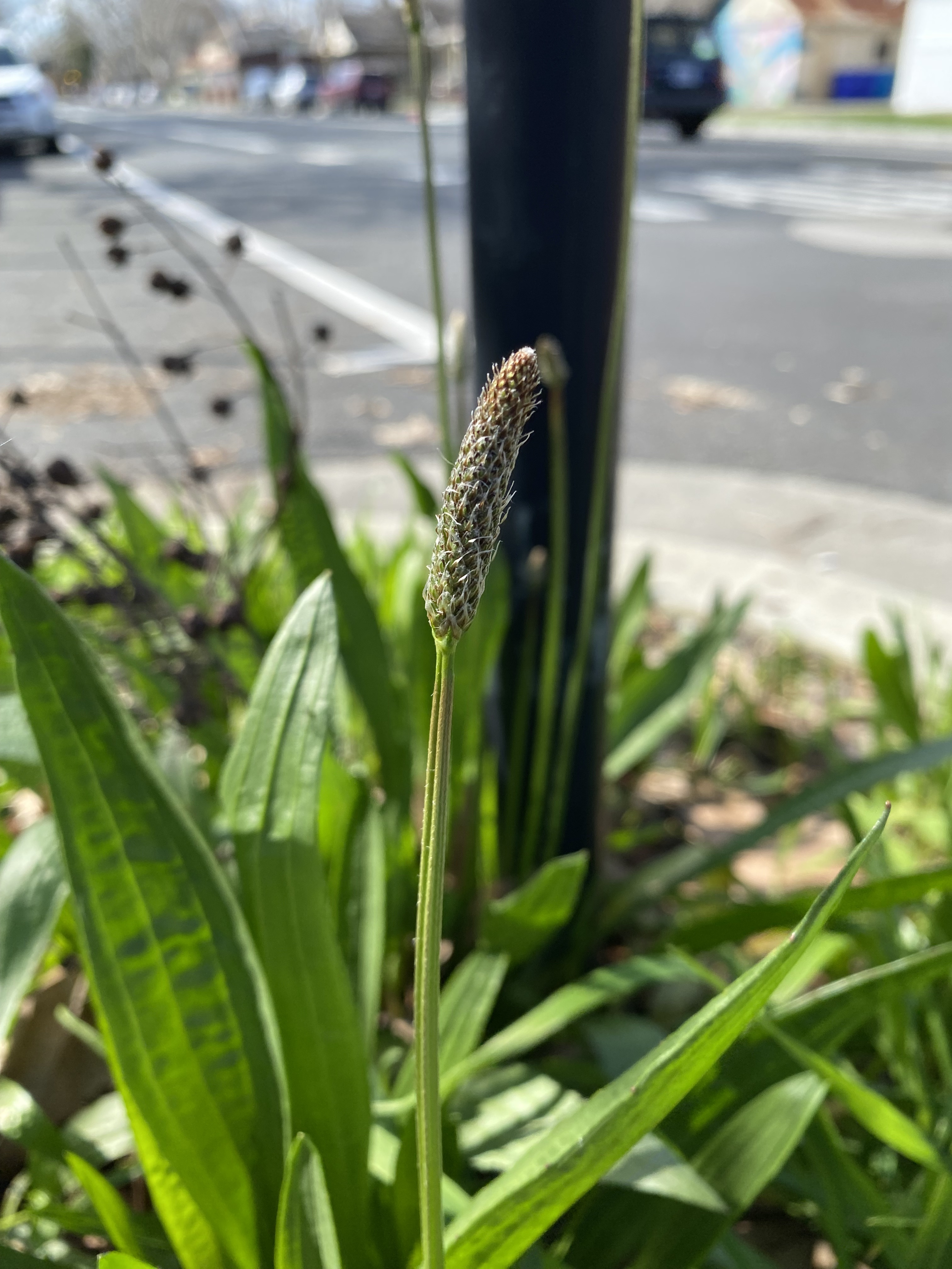 Plantago lanceolata