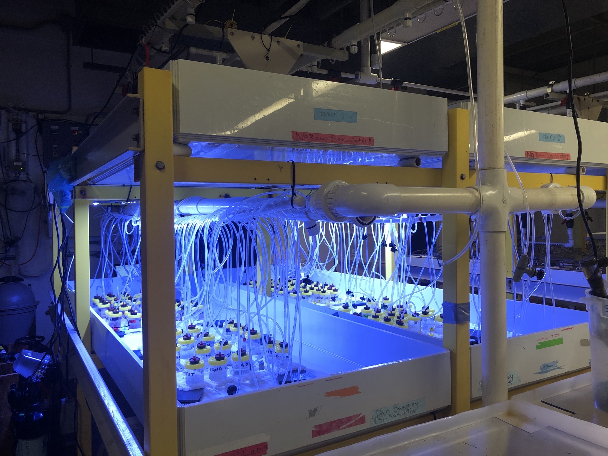 clear tubes hang across a blue light glowing over jars of red abalone during a water chemistry experiment at UC Davis Bodega Marine Laboratorycannisters as tu