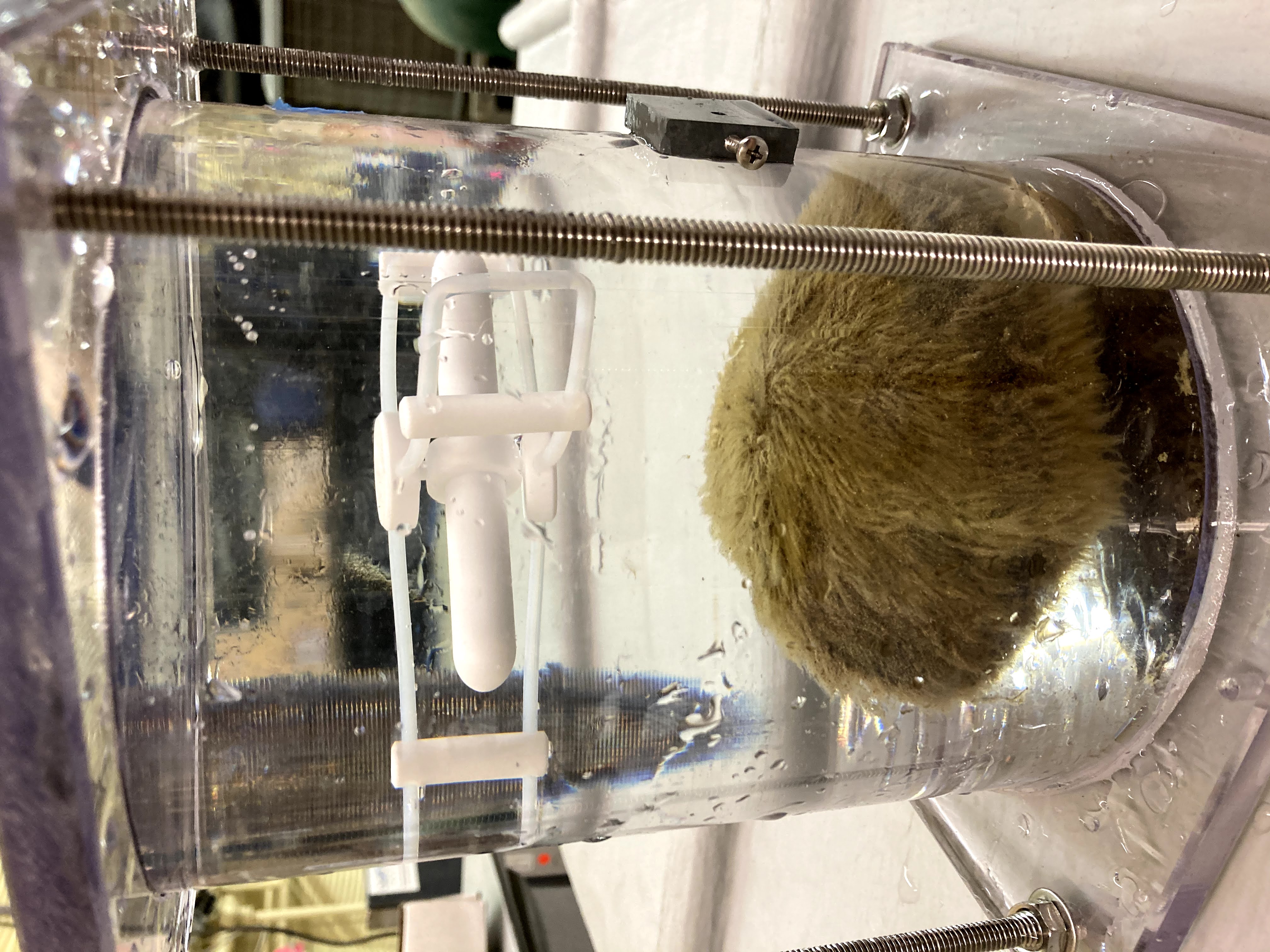 algae-covered rock inside a scintific jar in a lab at UC Davis
