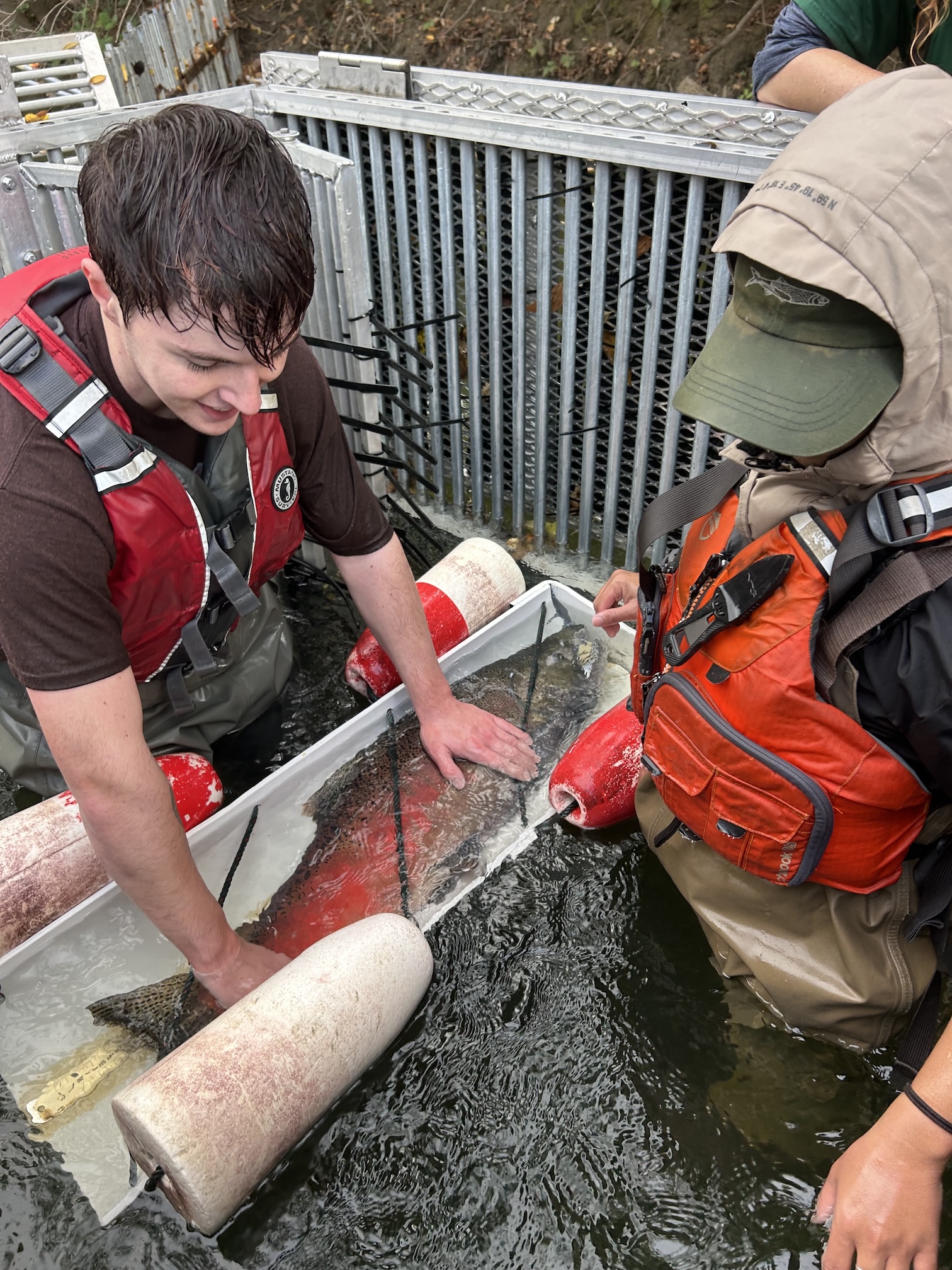 Nick Peterson and John Isla of UC Davis stand hold a chinook salmon in a white tray at Putah Creek to sample and monitor it