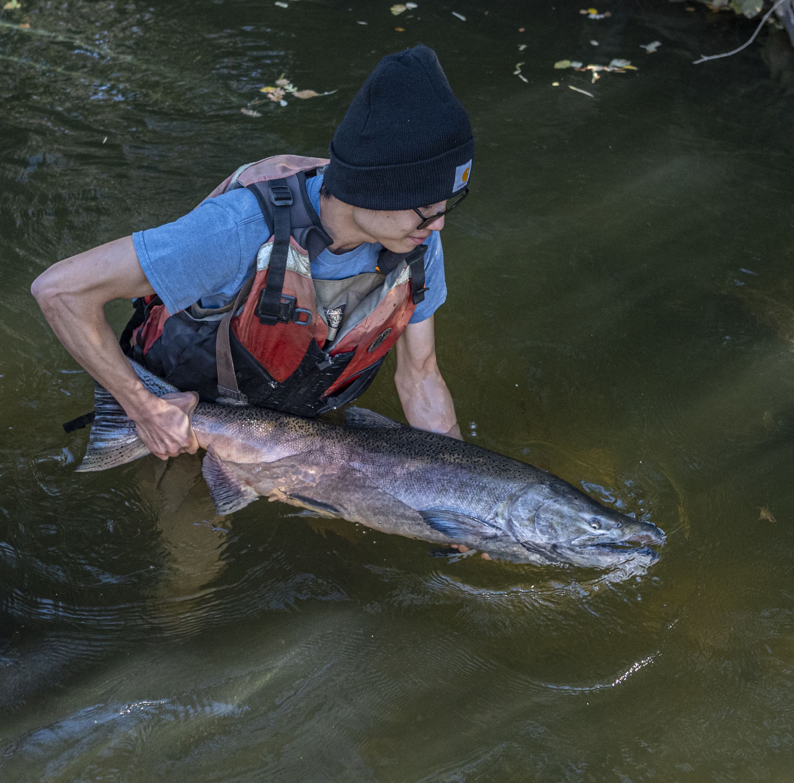 man in waders holds large chinook salmon toward olive green creek as it return the fish to the water.