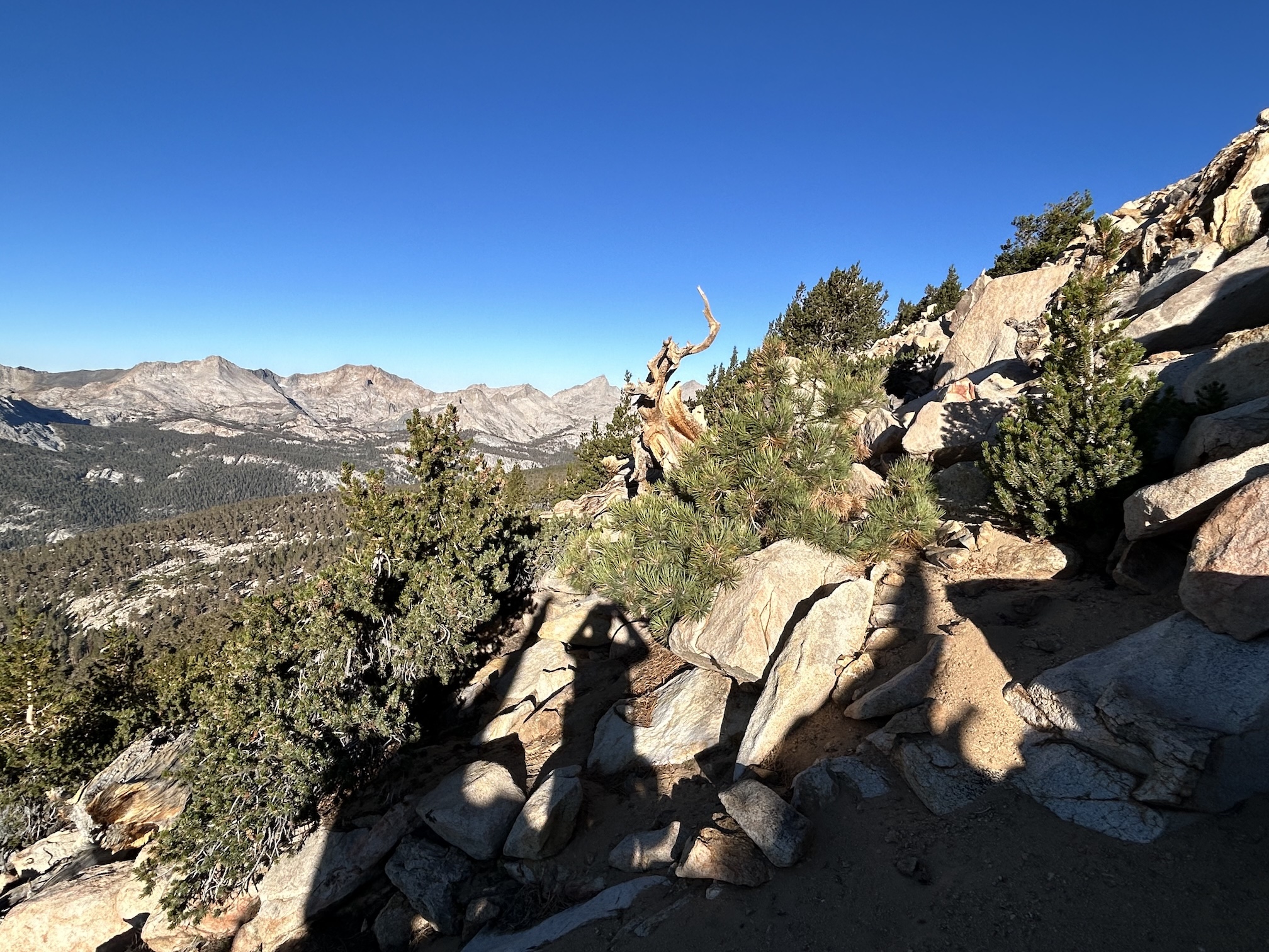 Mountain landscape showing Jeffrey pine between a lodgepole pine and foxtail pine. A man's shadow is visible taking the photo.
