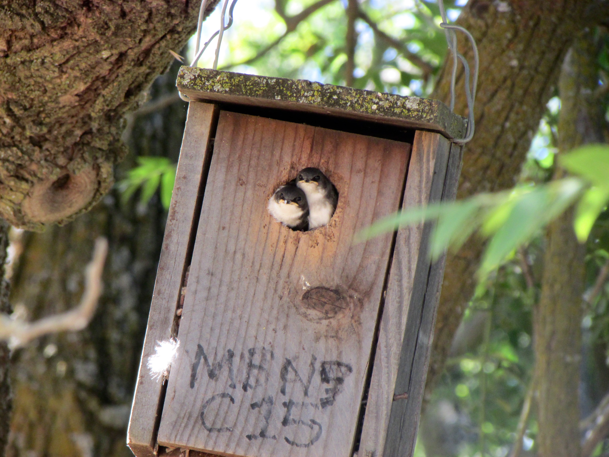 Two young tree swallows look out of hole in nestbox hanging from tree