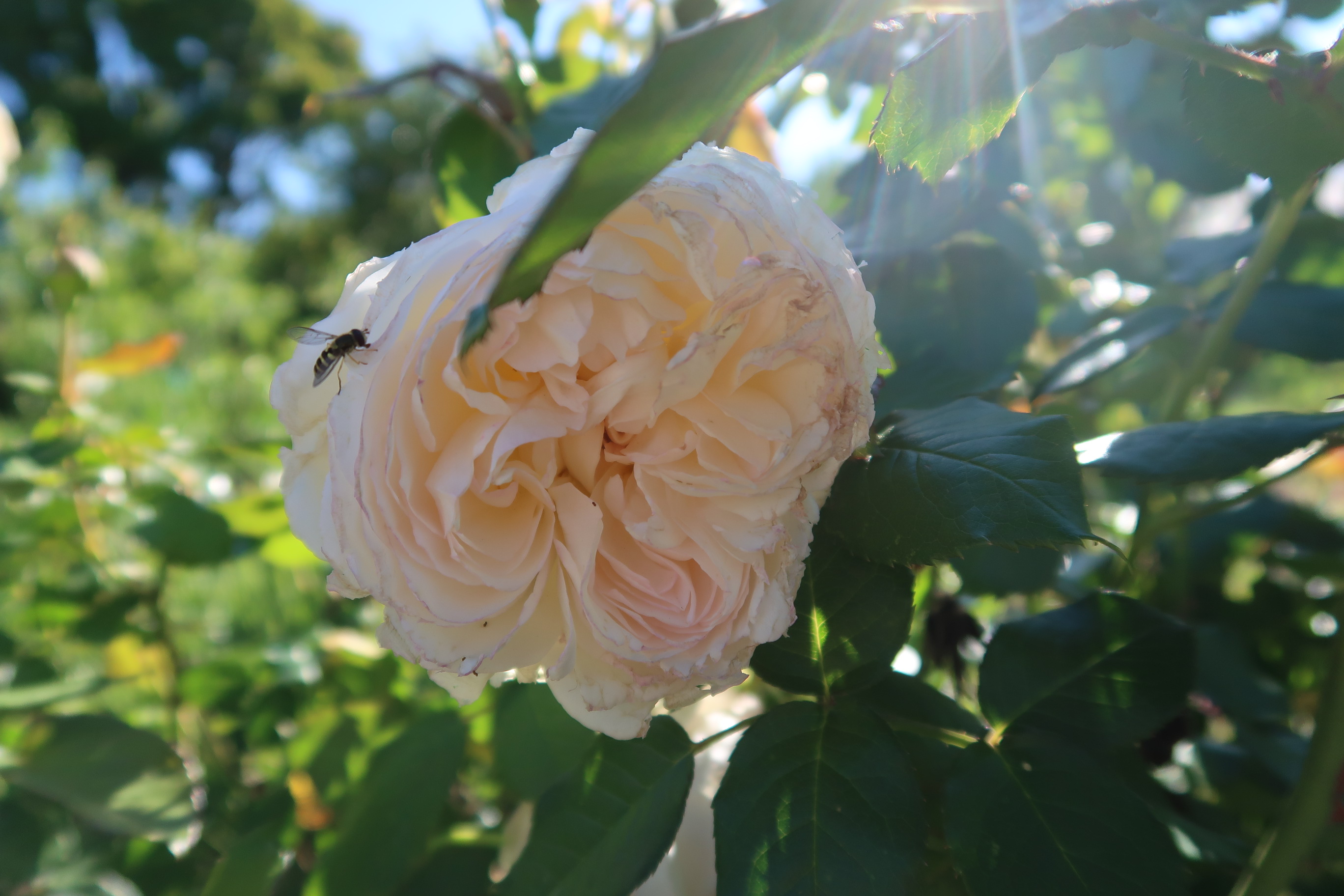 White rose
