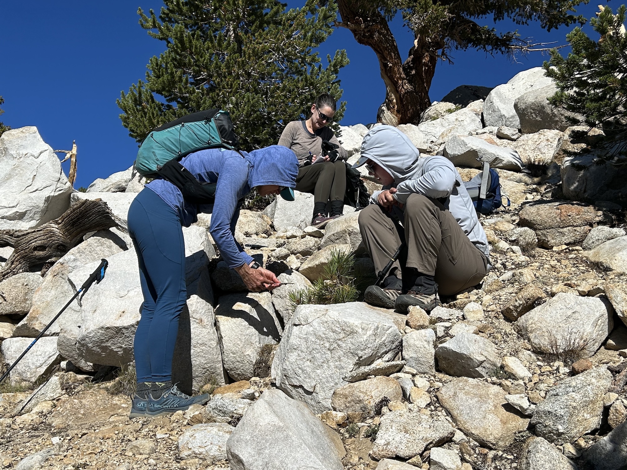 Researchers measure and log coordinates of a high-altitude Jeffrey pine tree. Here, three people, including UC Davis writer Kat Kerlin in the center, huddle over a small pine growing in a rocky landscape. (Hugh Safford / UC Davis)