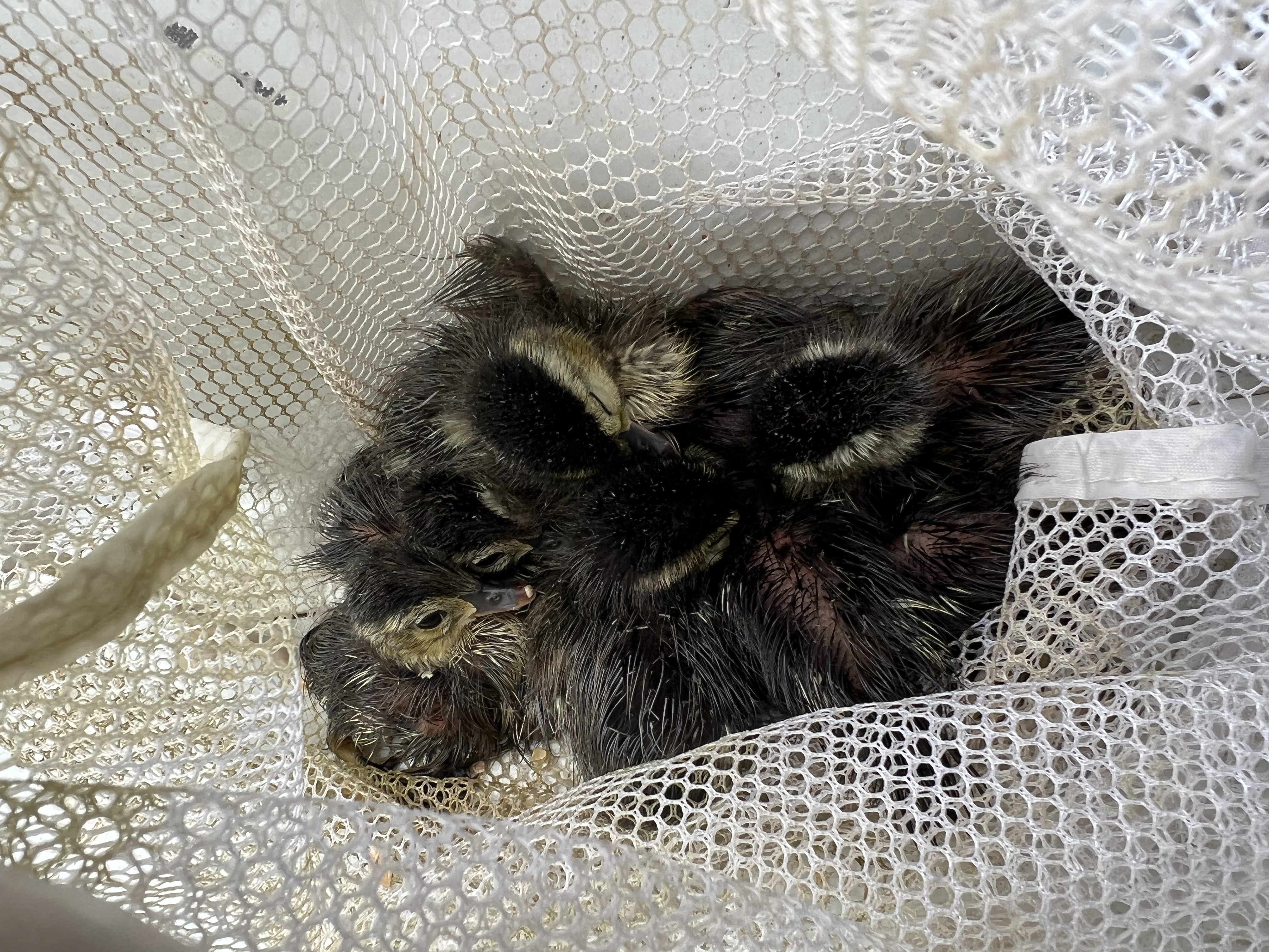 a mesh bag full of wood ducklings 