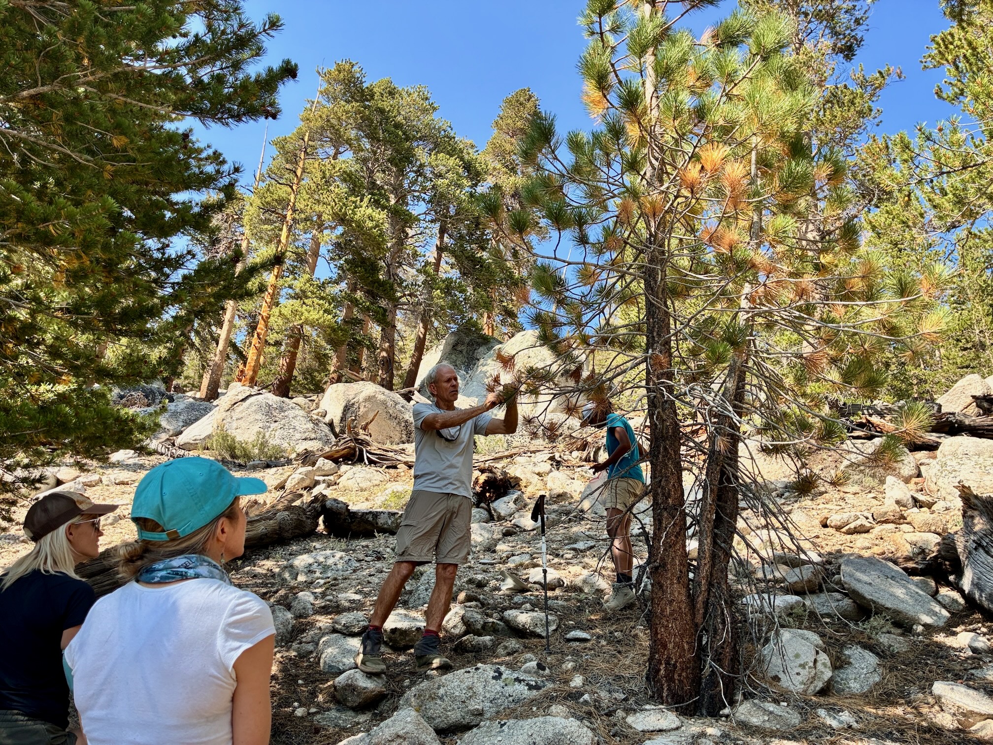 Hugh Safford in white tee shirt and khaki shorts grabs a branch from a jeffrey pine tree while Gabrielle Katanic and Hjordis Rickert, seated, watch.
