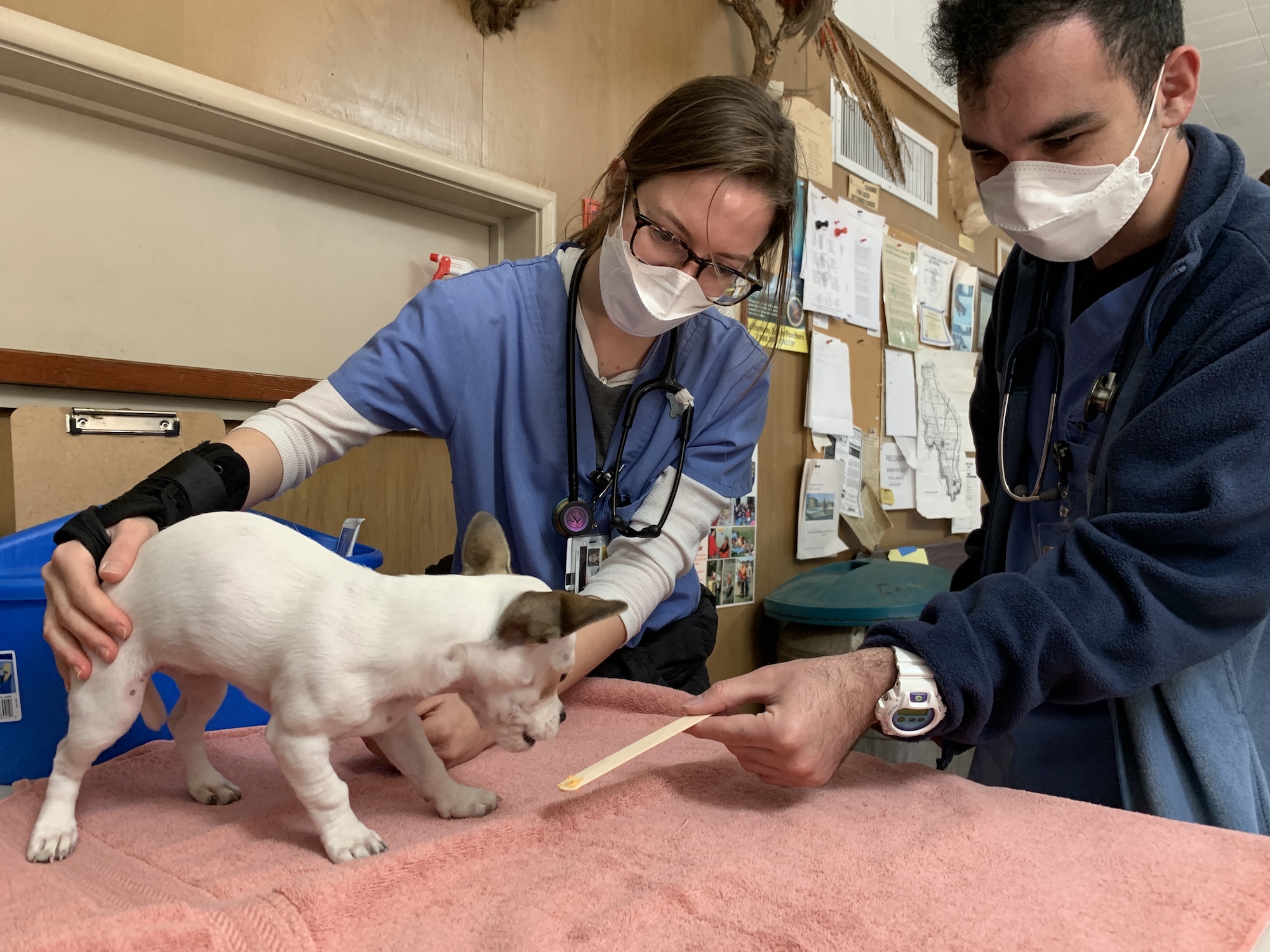 Two veterinary students in scrubs examine a chug on an exam table. They offer it a cheese spread on a popsicle stick.