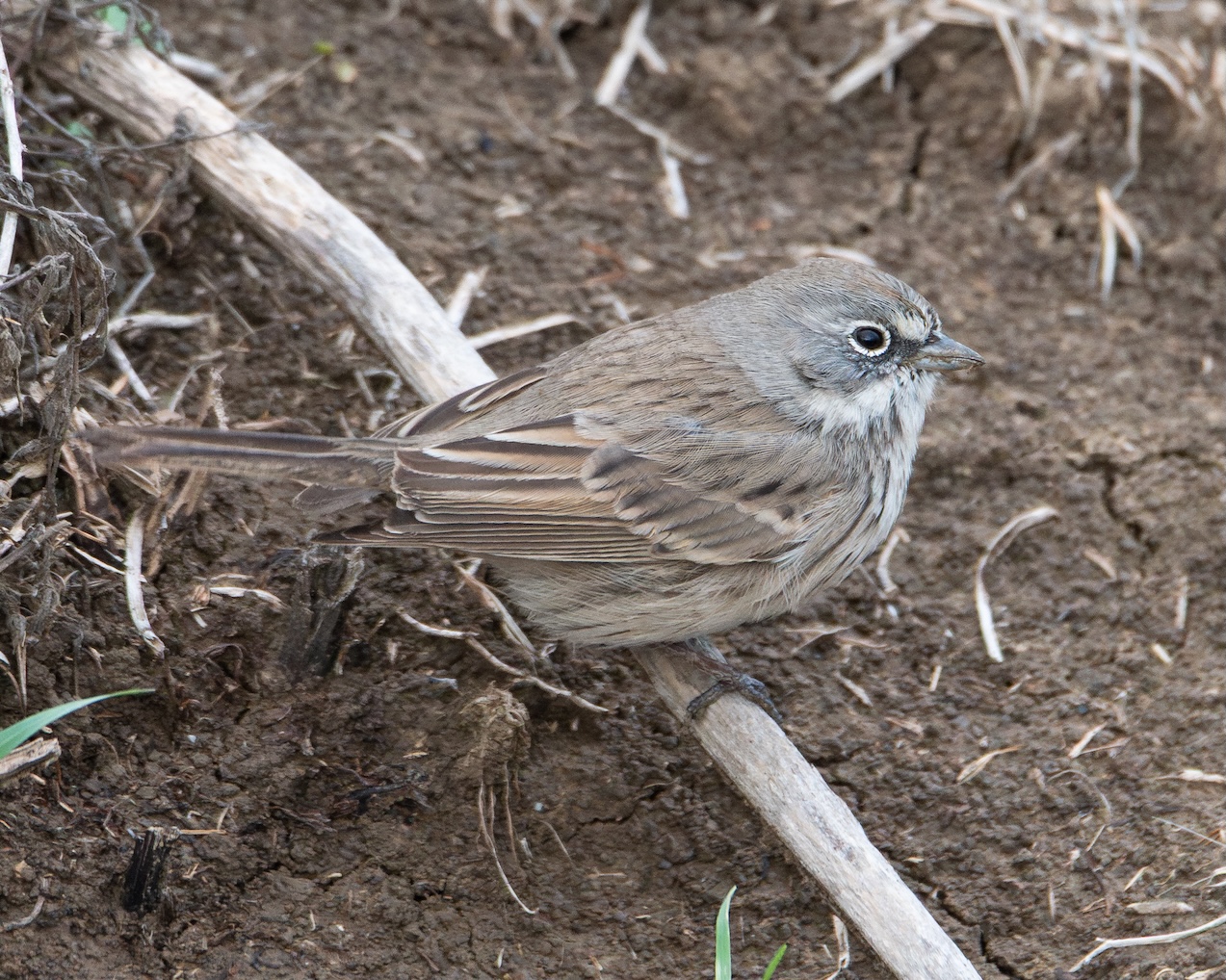 sagebrush sparrow standing on dirt road