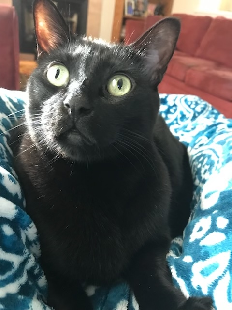 Jakiro or "Jak," shown here with yellow eyes looking up at the camera while lying on his bed, was a 9-year-old black domestic shorthair who went through a clinical trial to test a new cancer drug. (Tina Thomas)