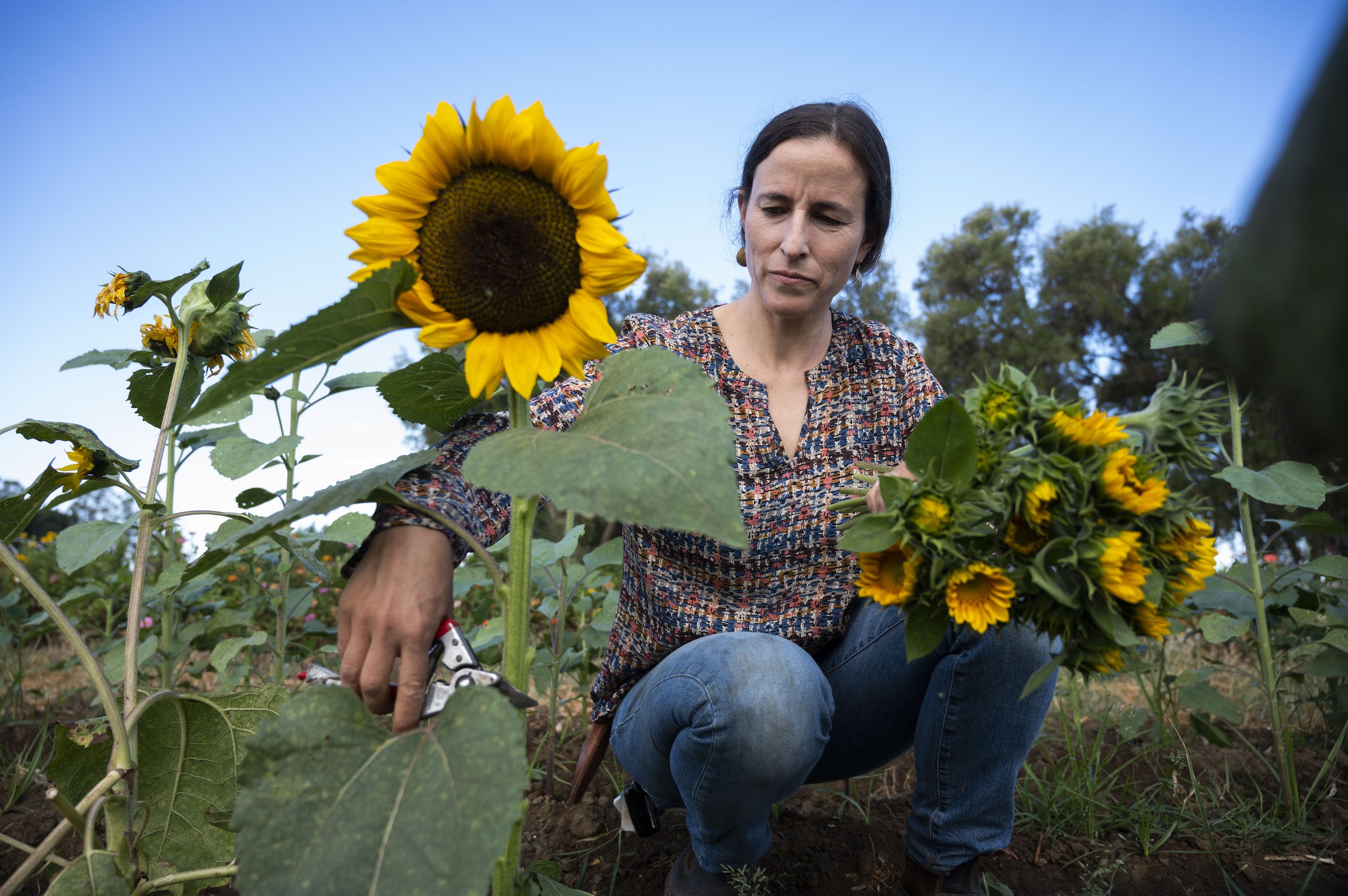 Woman picks sunflower in garden