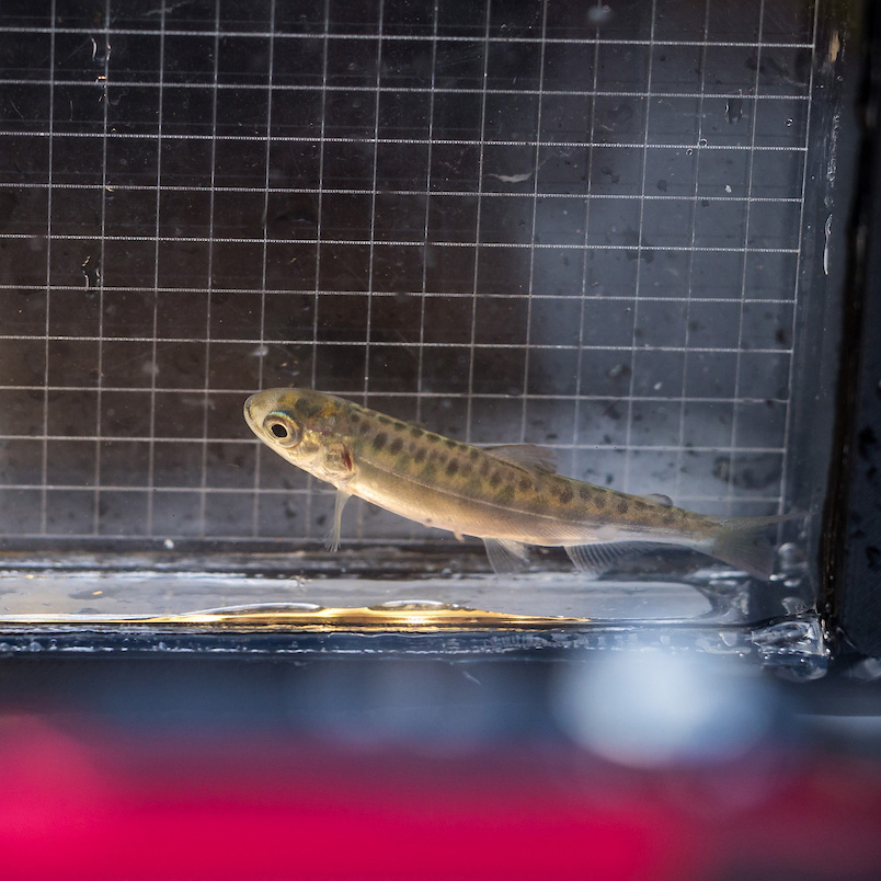 Juvenile salmon resting along glass tank with grid backdrop
