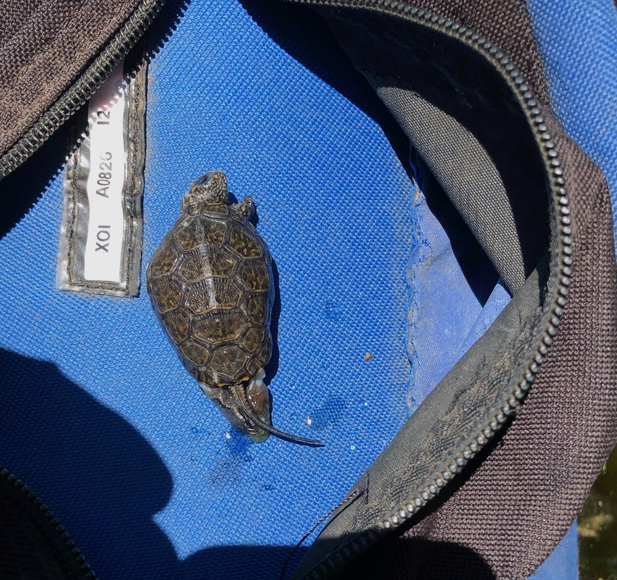 Dead northwestern pond turtle hatchling on blue surface
