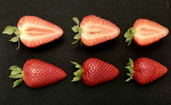 Six "Keystone" strawberries with three cut in half shown with black backdrop.