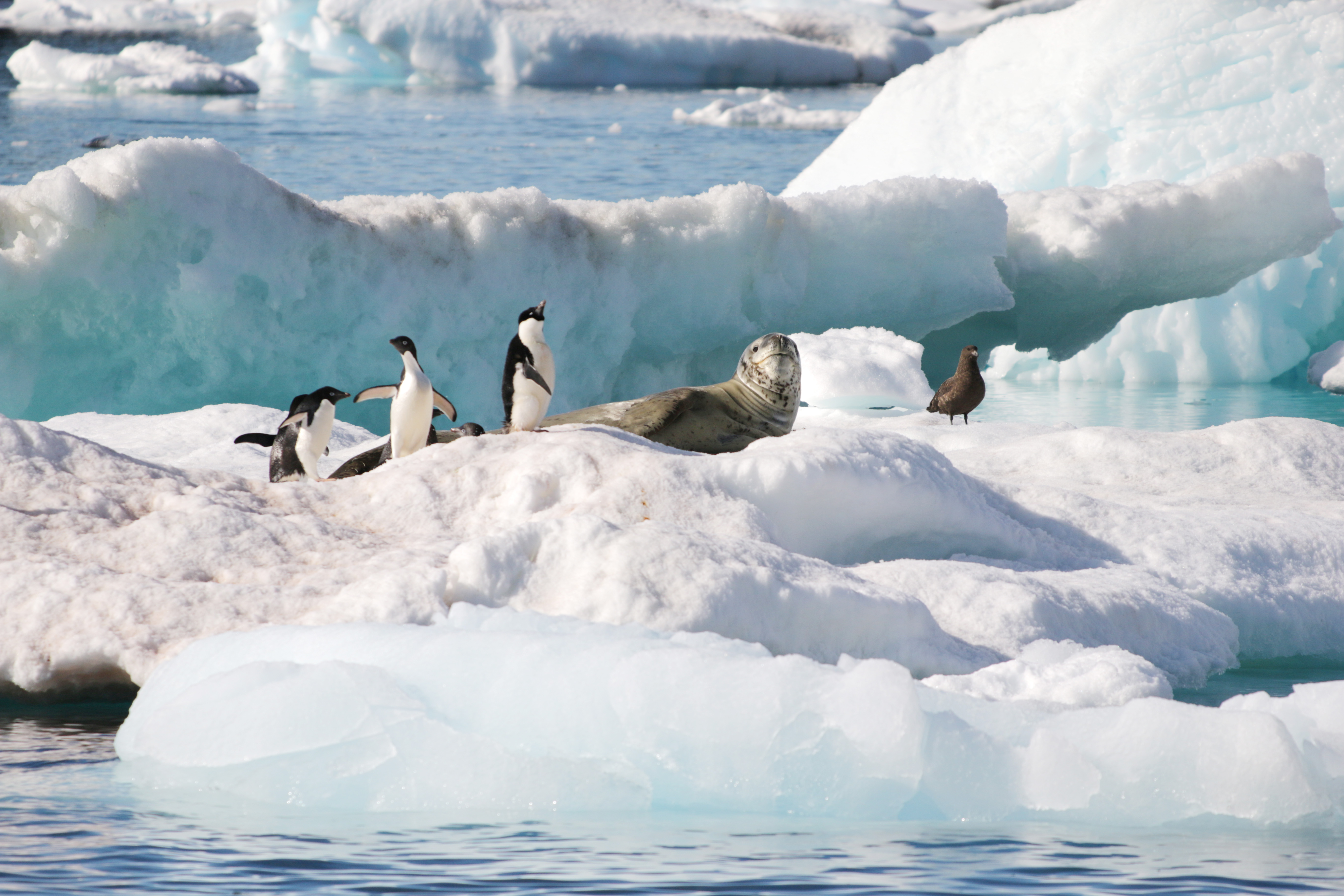 A group of penguins stands on an ice floe beside a leapord seal in a glacial landscape.
