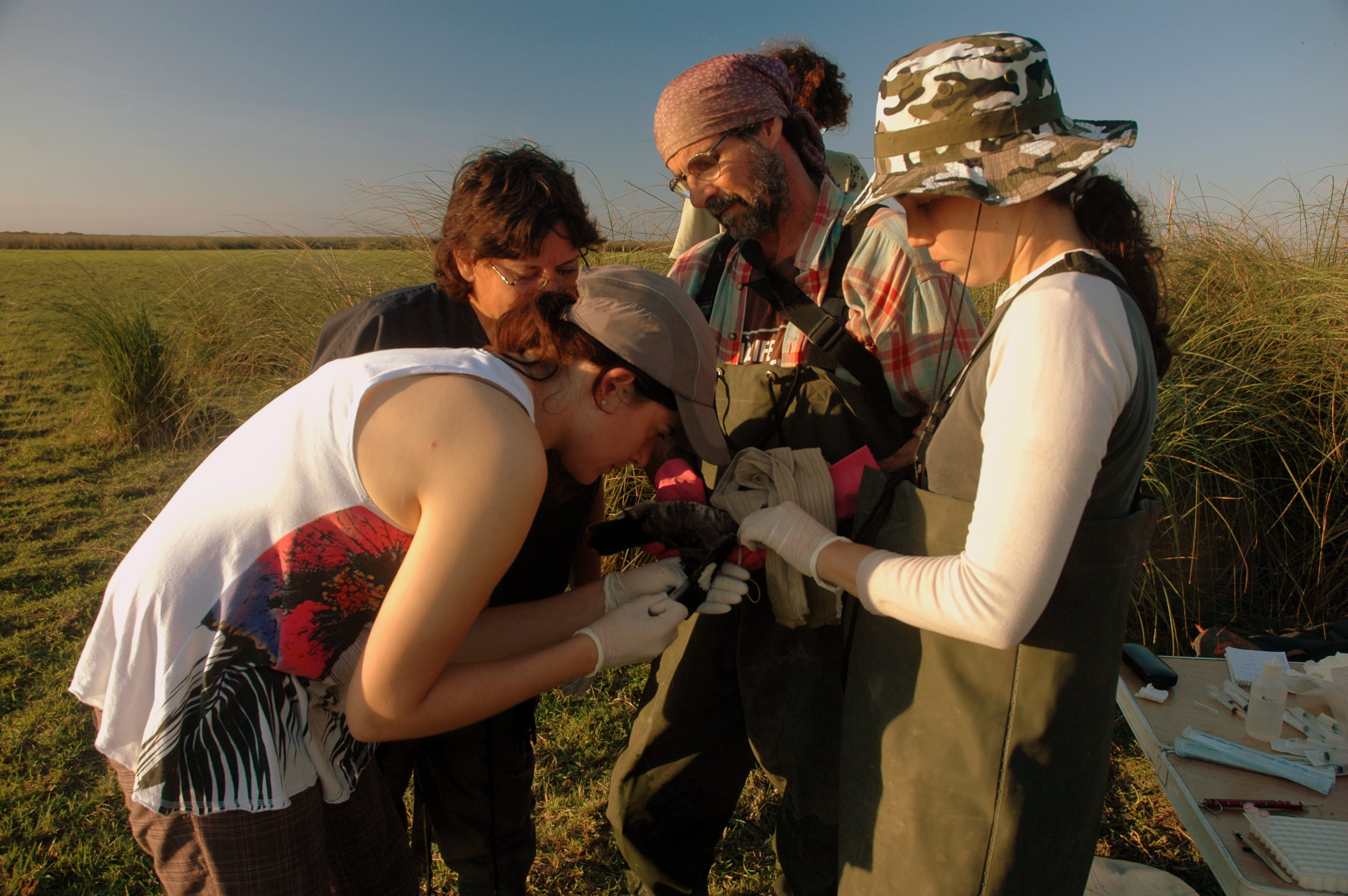 Four focused researchers in chest waders inspect a sample in a sunlit marsh