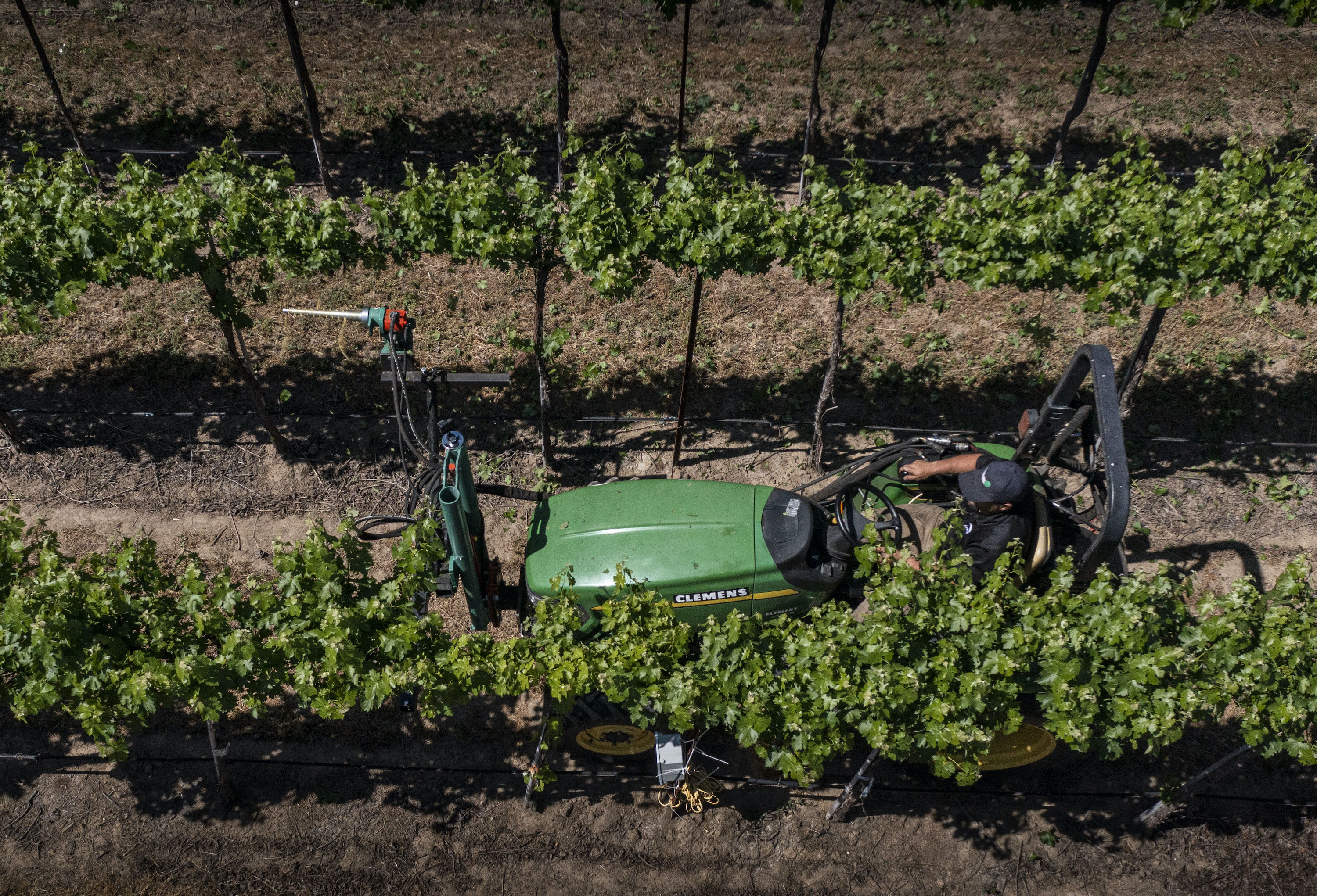 Picture of machine to manage vineyard canopies