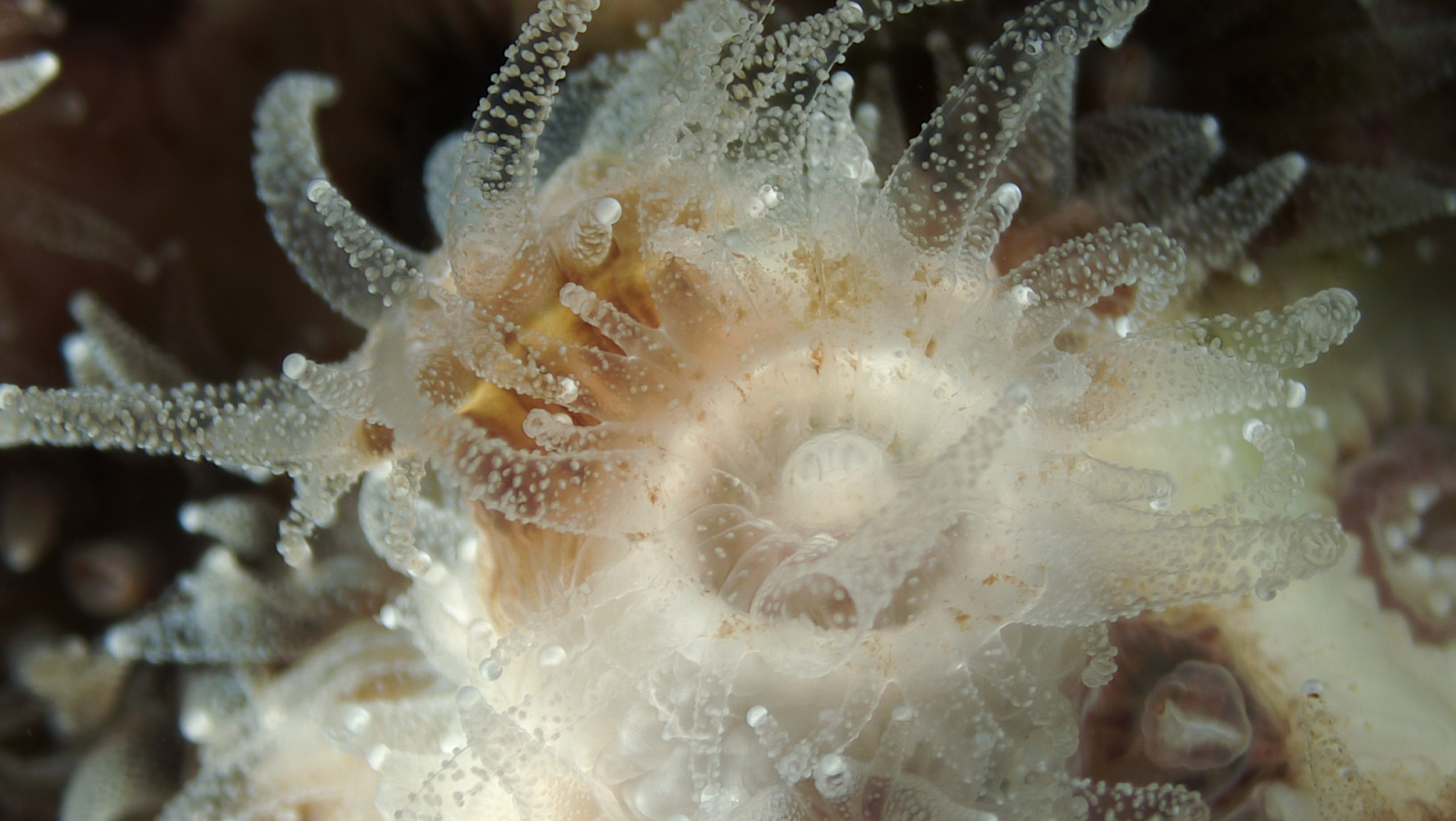 Hibernating Corals and the Microbiomes That Sustain Them | UC Davis