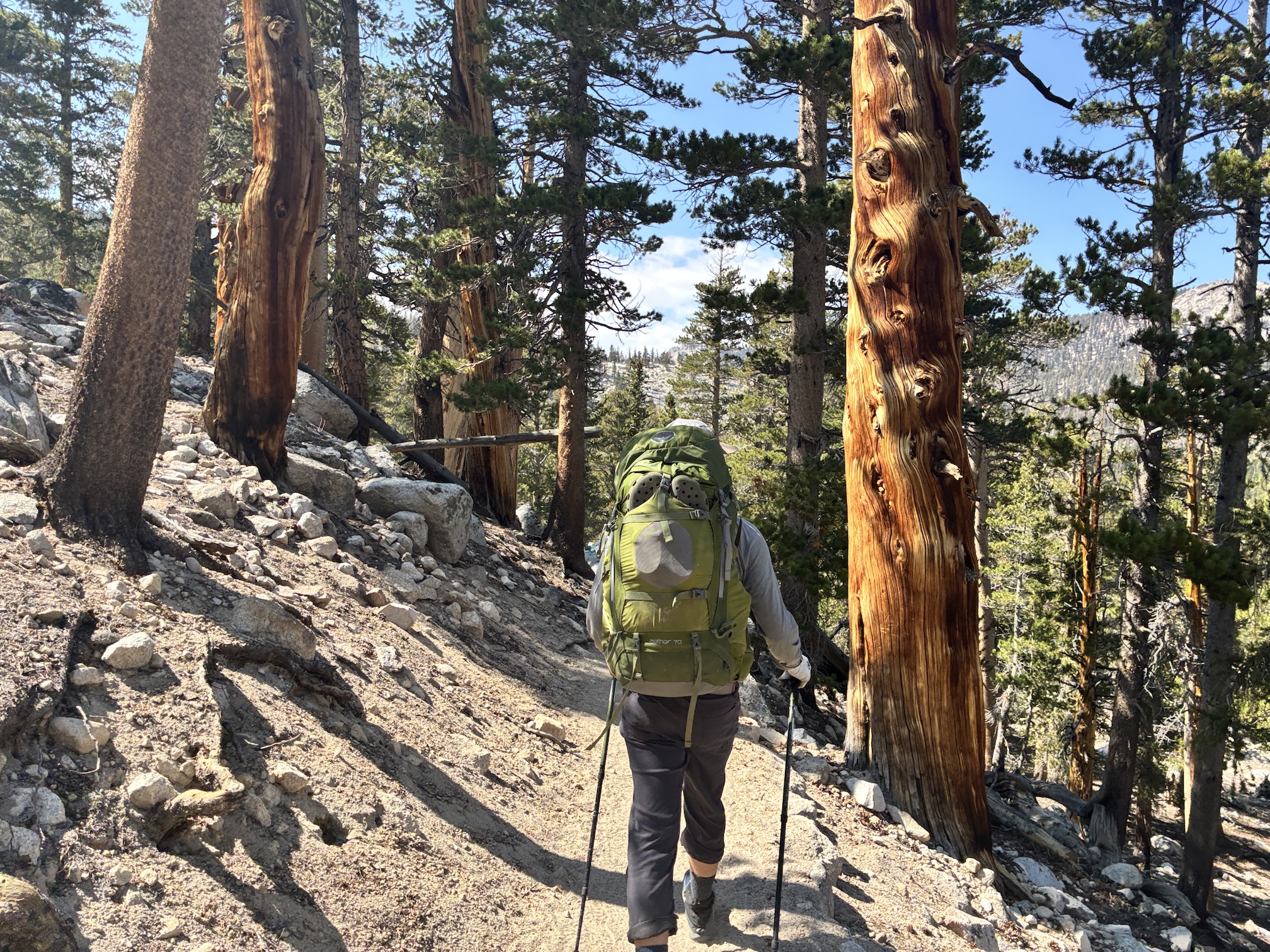 Mike Mahoney, back to camera, hikes  on a trail wearing a backpack. Pine trees grow around him. 