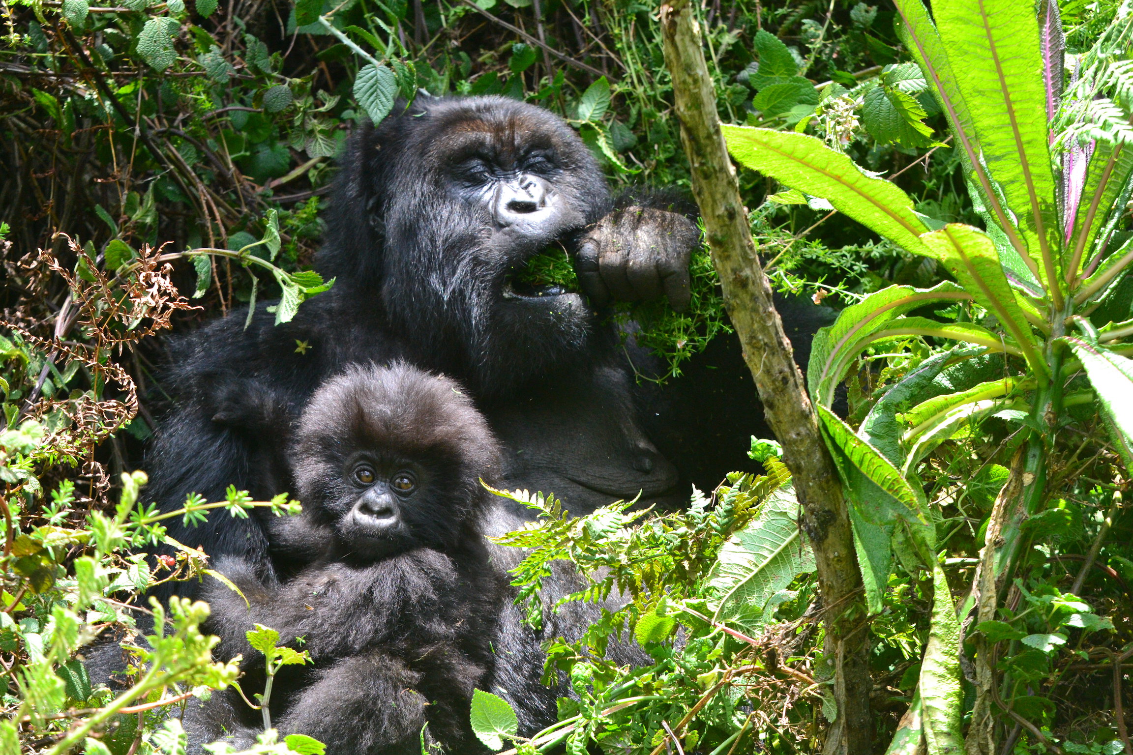 Adult mountain gorilla with infant gorilla in Rwanda forest