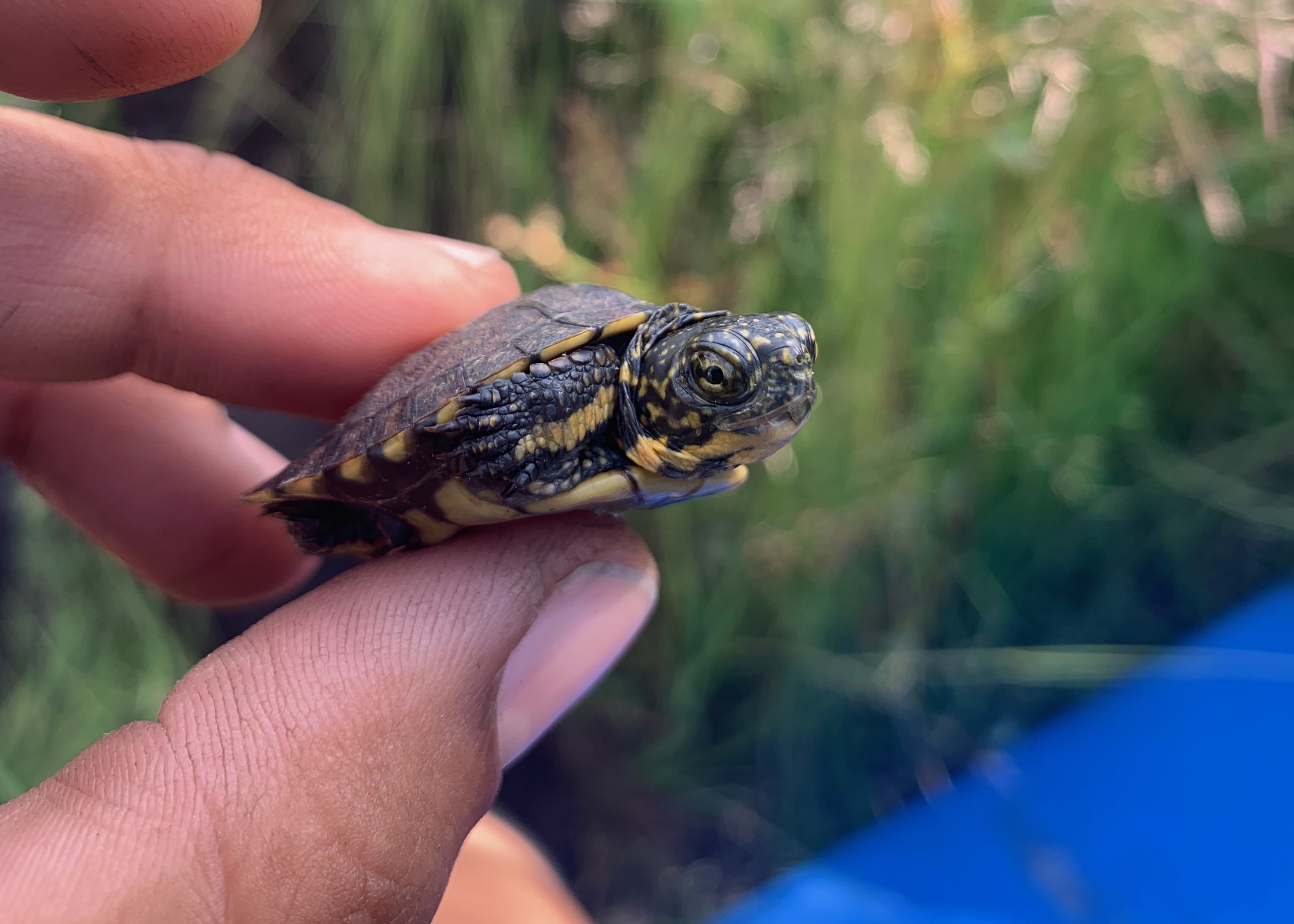 A small northwestern pond turtle hatching is held between a person's fingers with green plants in background