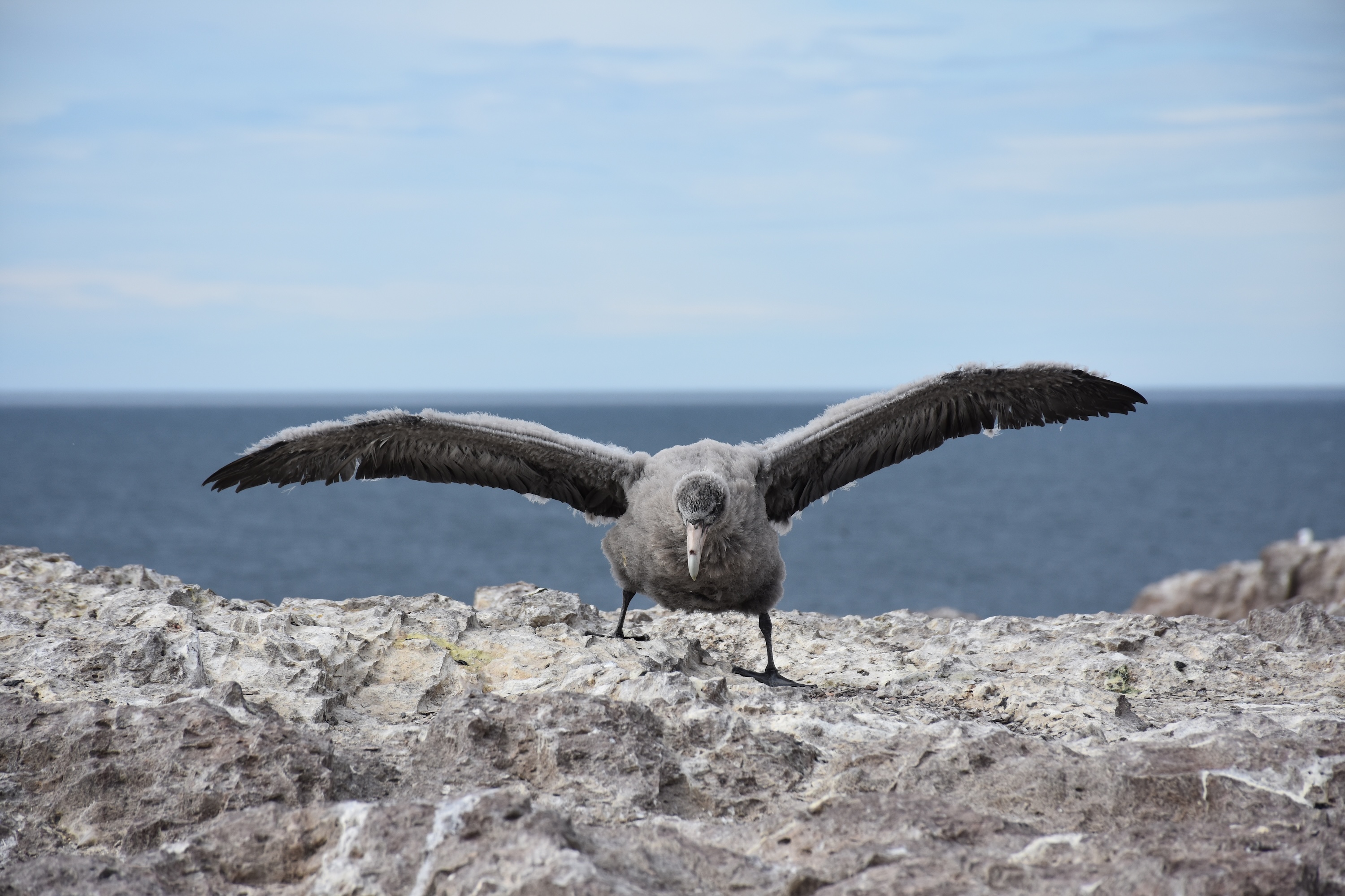 Seabird on rocky shore with wings spread, ocean and sky in background