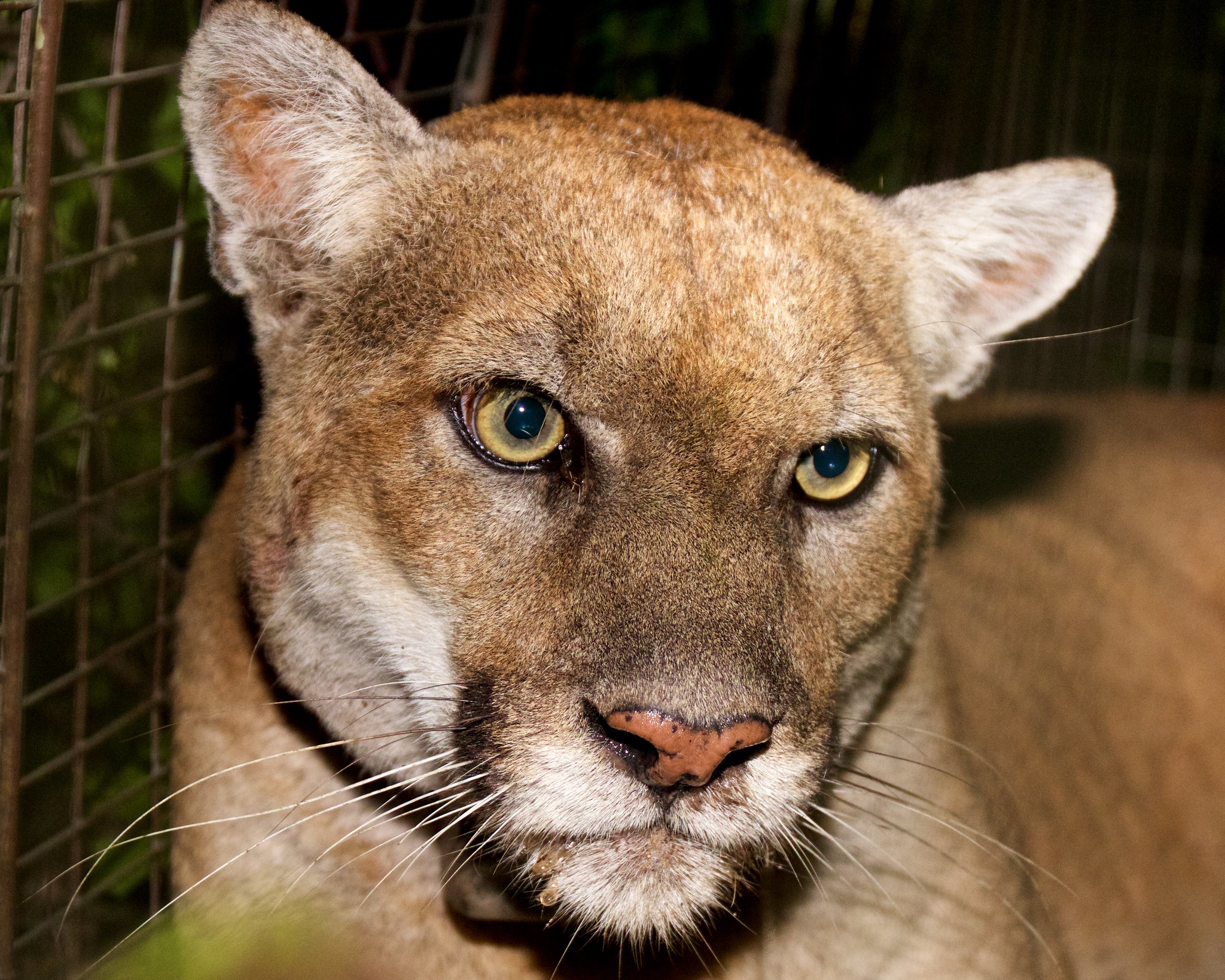 Mountain lion P-22 closeup of face