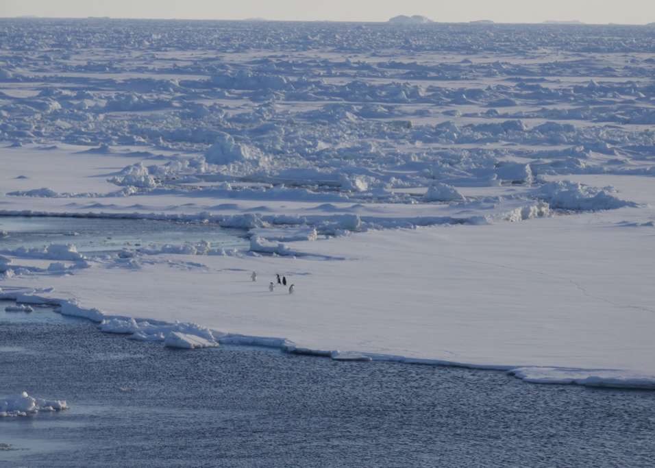 penguins on sea ice in Antarctica