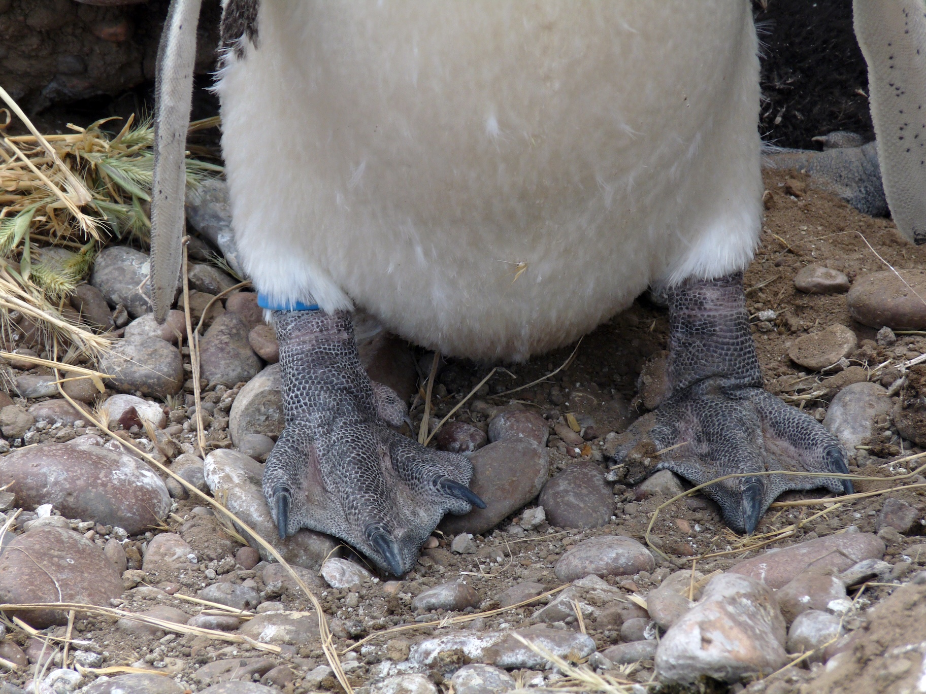 Close-up of a penguin's feet standing on rocky ground.