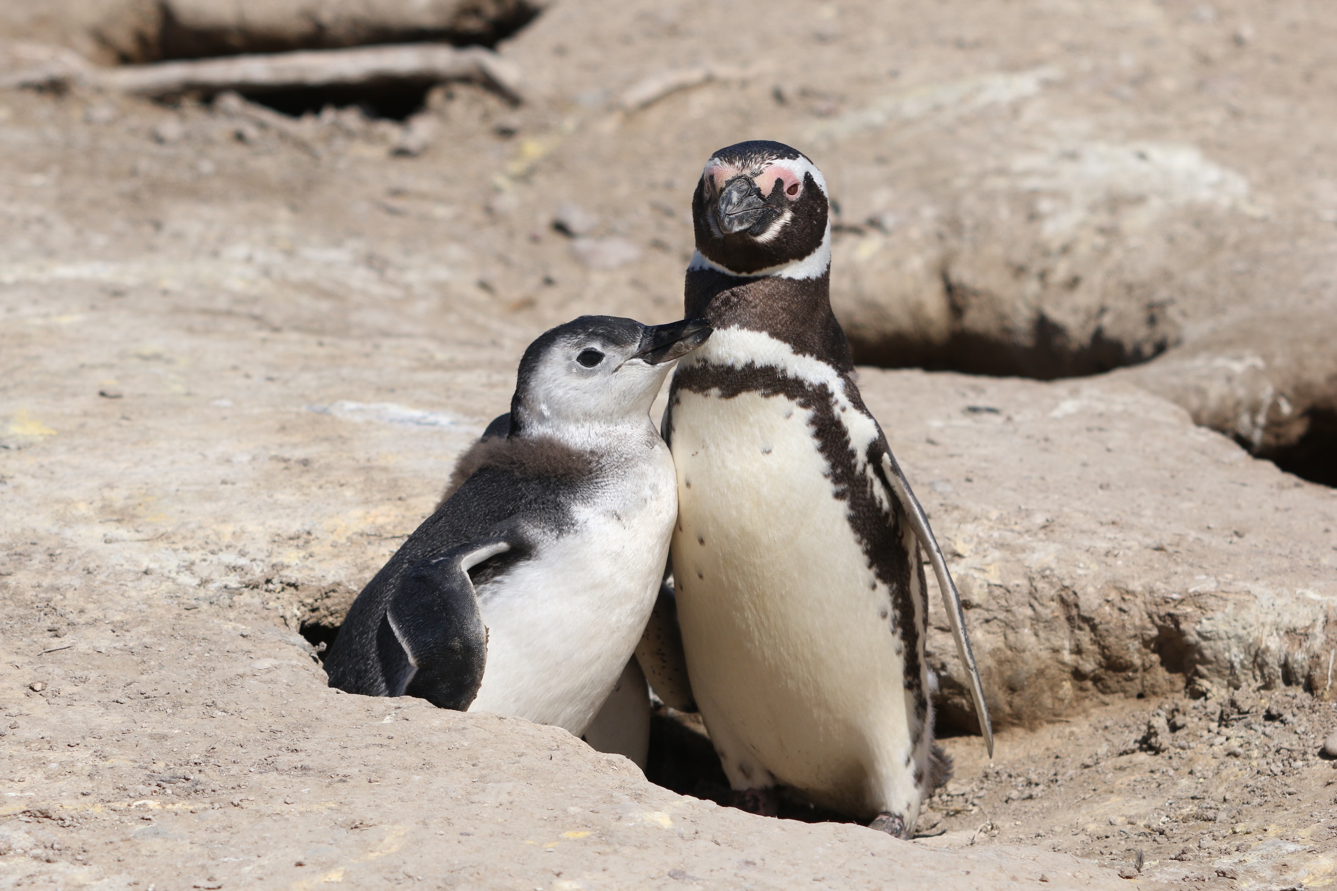 A baby penguin cuddles against an adult penguin in a sandy habitat.