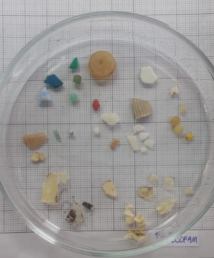 Clear petri dish on graph paper holding assorted small plastic and foam fragments and beads.