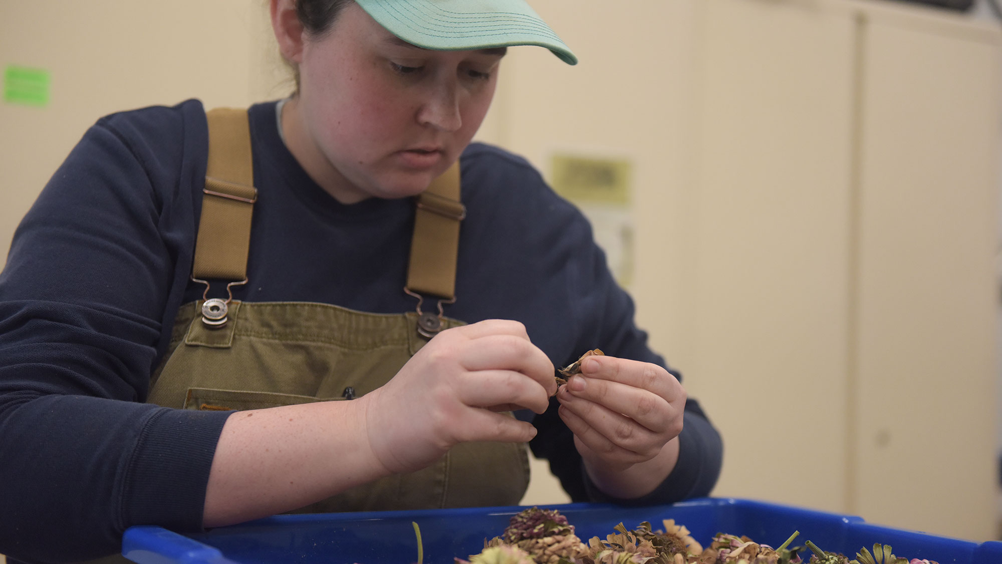Worker in cap and overalls sorting dried plant material into blue trays