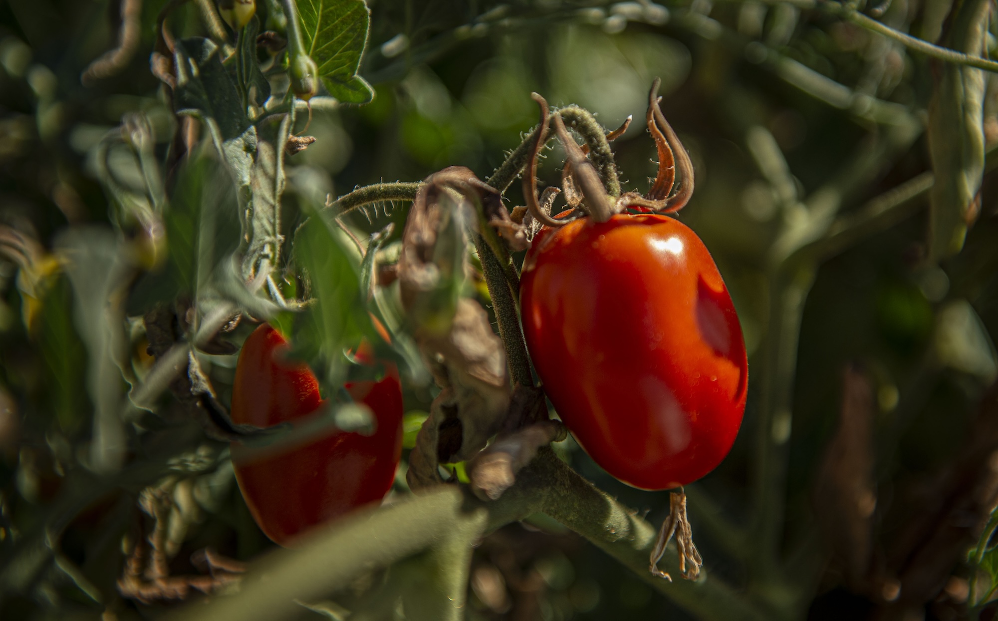 A very red, ripe tomato growing on a vine. Skins from tomatoes contain the antioxidant lycopene, which could be used to make other healthy products. (Hector Amezcua/UC Davis)