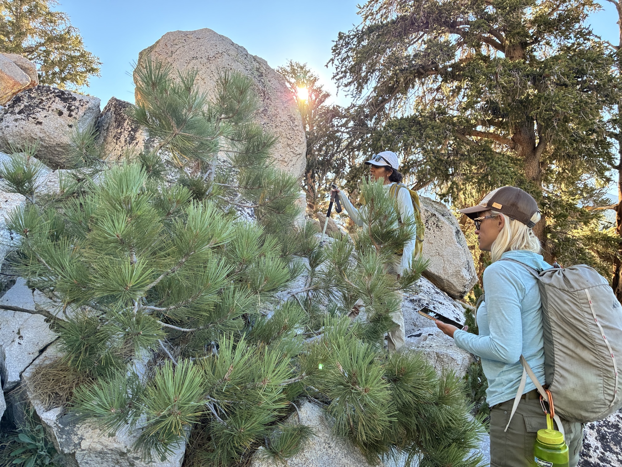 Ecologist Sachi Srivastava and volunteer Gabrielle Katanic stand next to bushy Jeffrey pine tree and cream colored boulders 