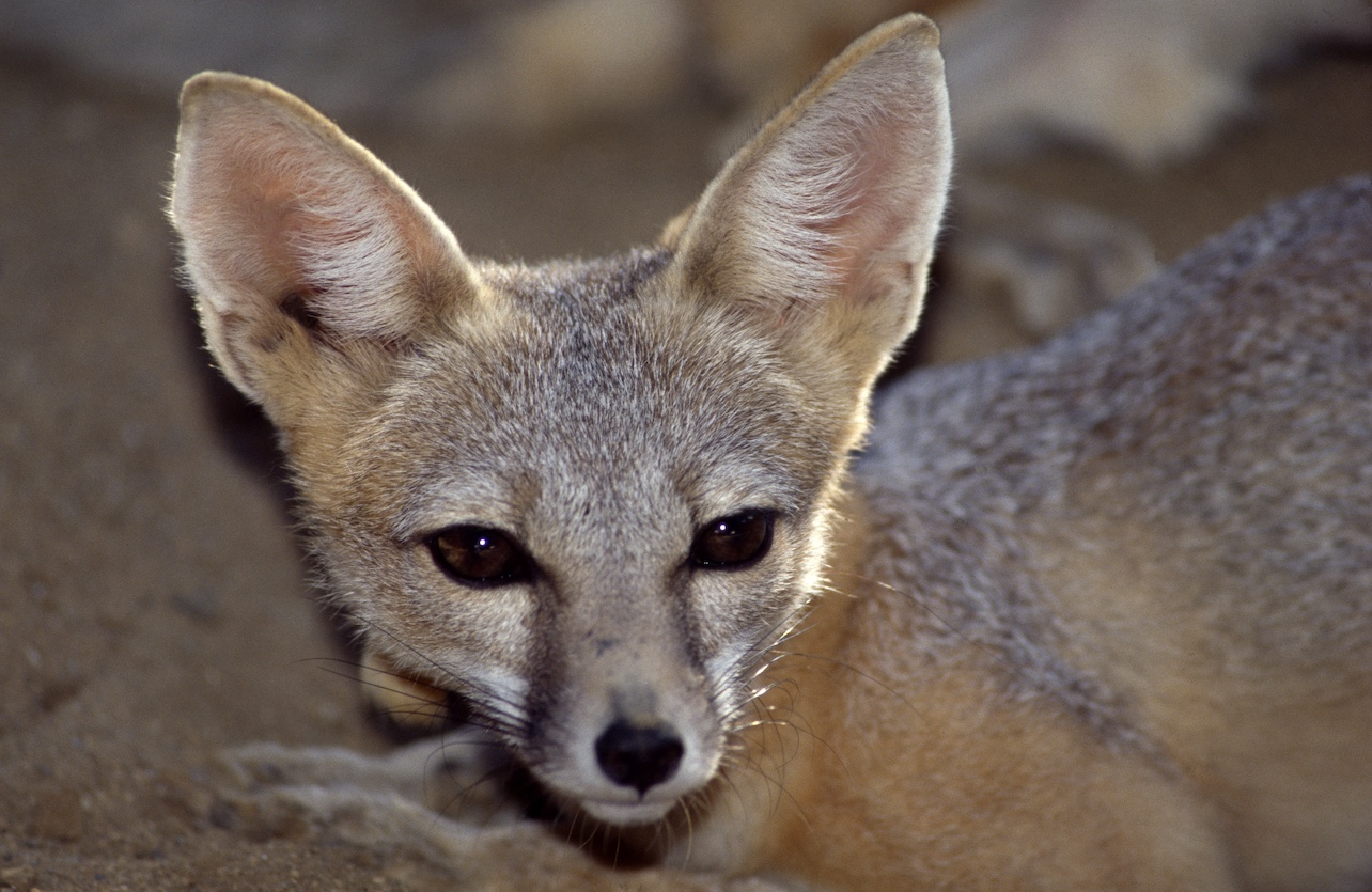 Ears raise and dark eyes open, a close up of a San Joaquin kit fox