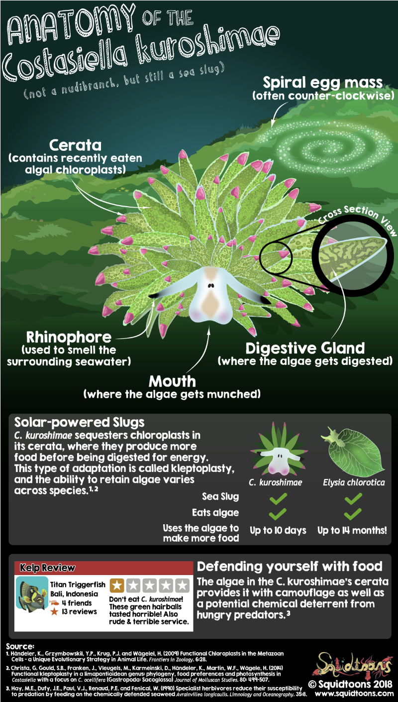 A cartoon of a sea slug with descriptions of unique body parts 