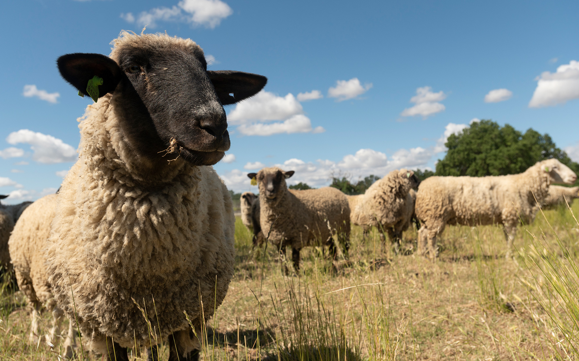 A sheep's face with some sheep behind it