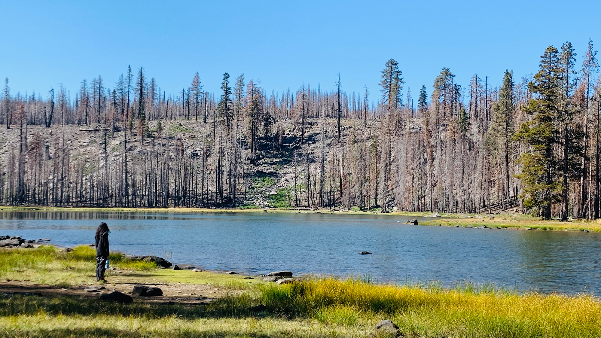 Person standing at lakeshore with scorched trees, grassy foreground, clear blue sky