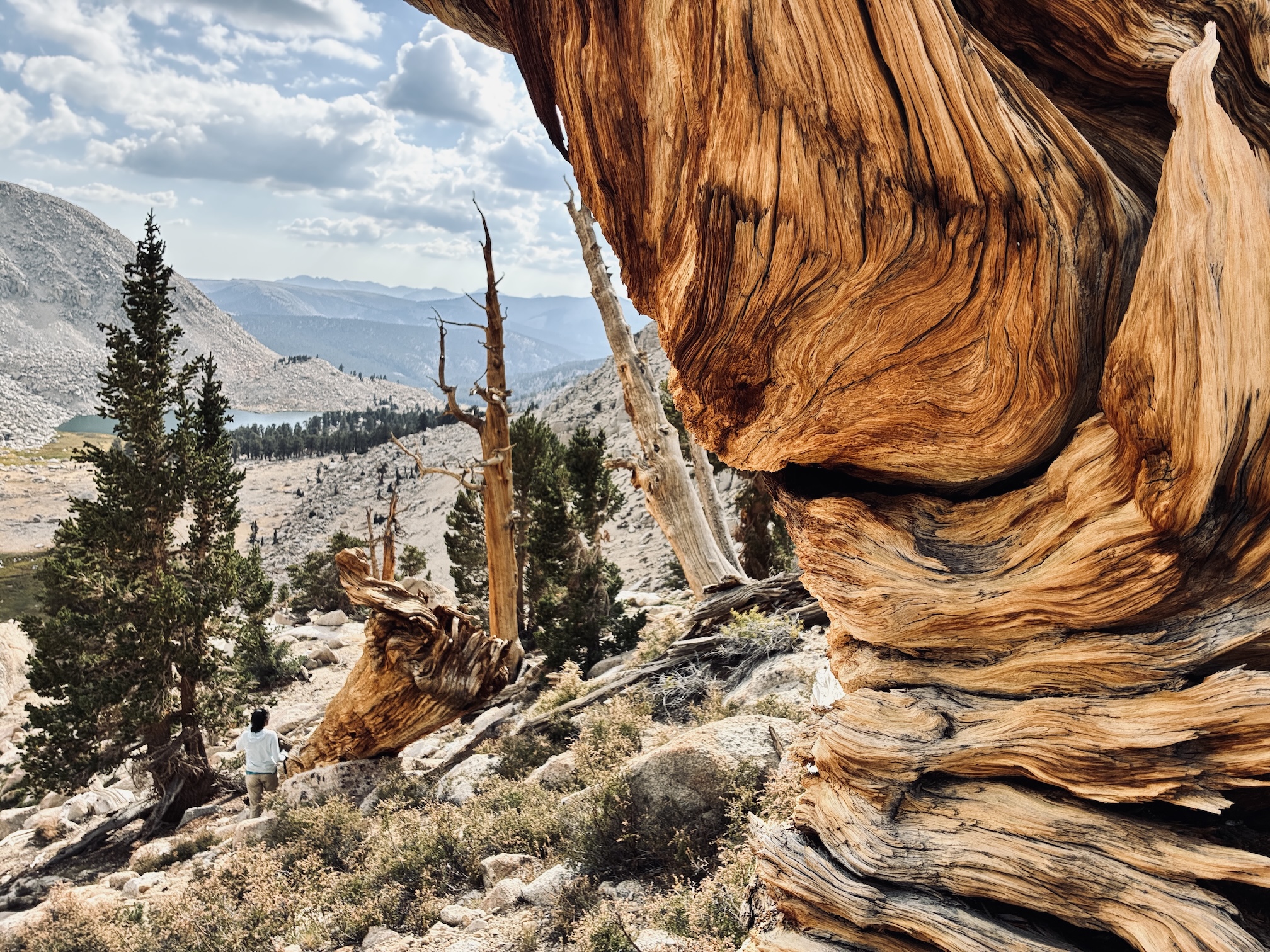 The bark of a foxtail pine tree is closeup in the foreground while a female hiker walks in mountains below with a few scattered pine trees