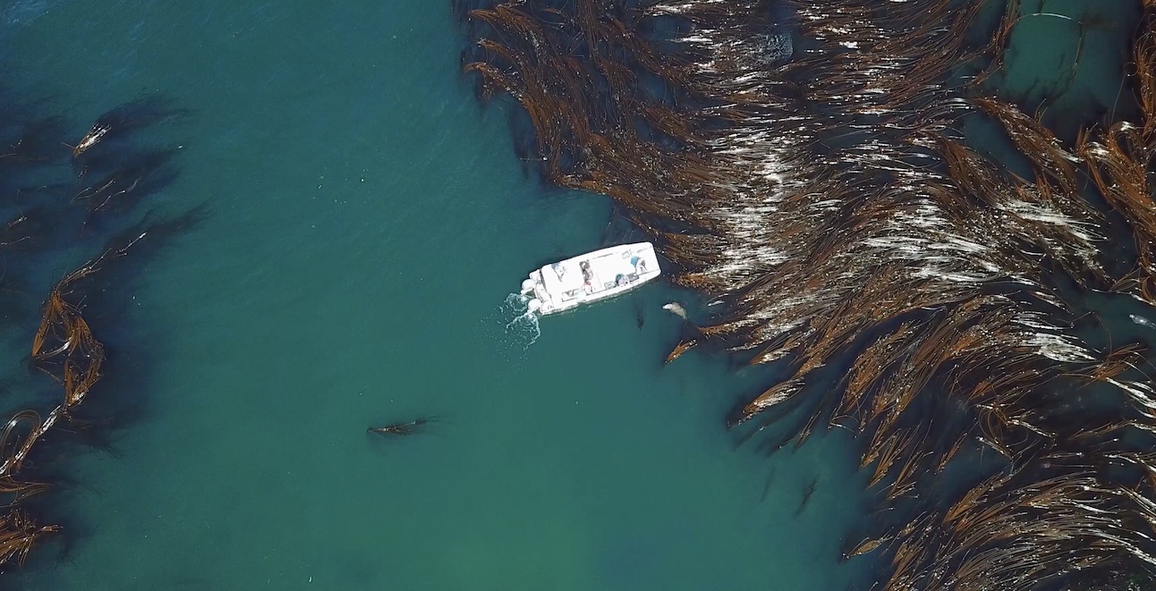 Aerial drone imagers of a boat navigating kelp and rocks in the San Juan Islands