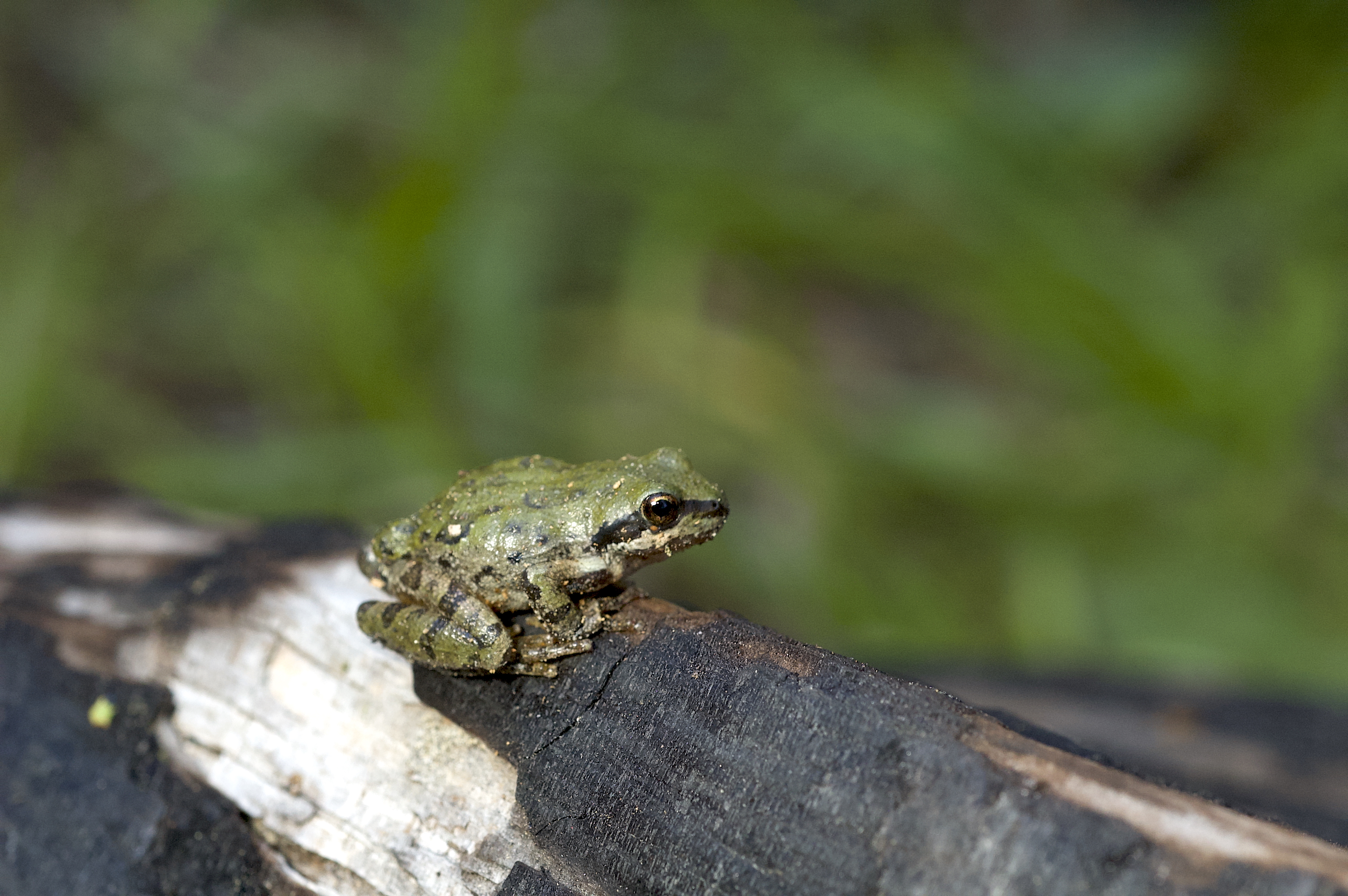 Small green Sierra tree frog perched on a dark piece of wood, surrounded by soft green grass.