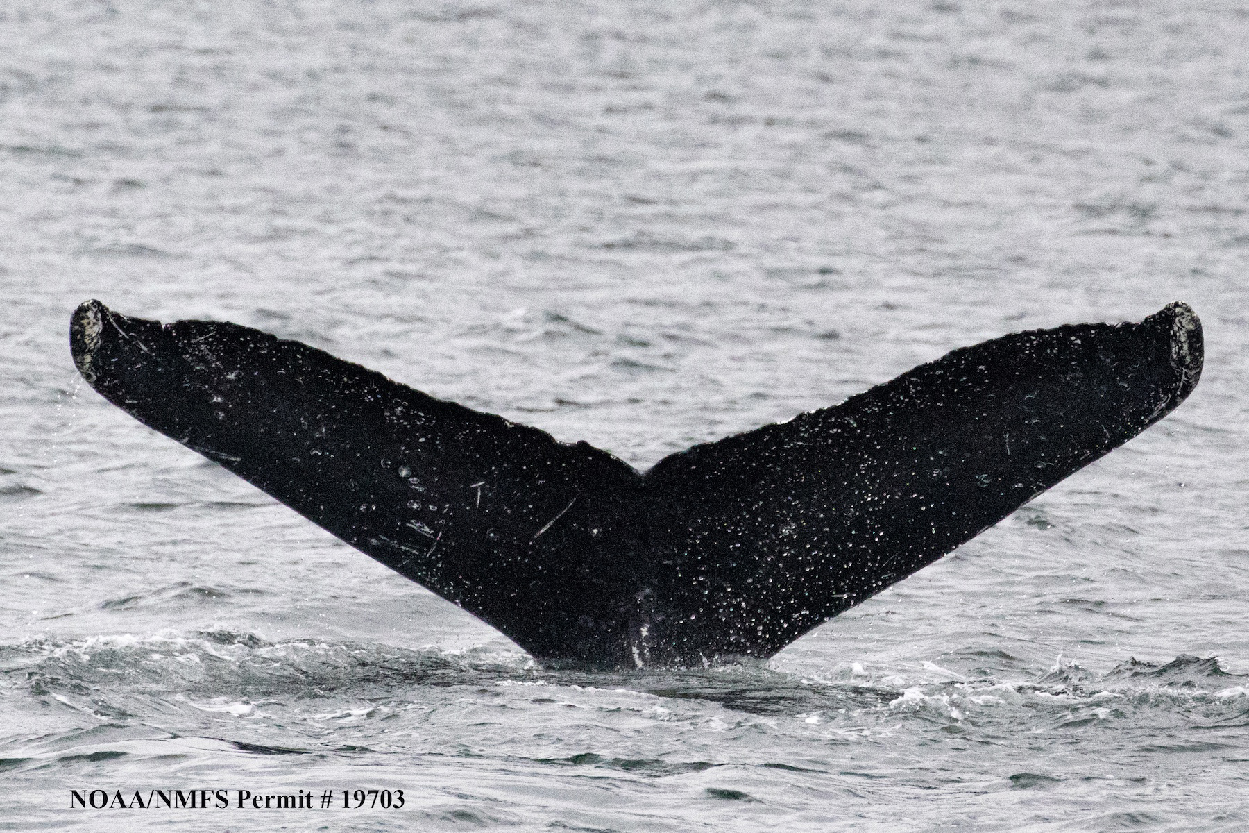 The fluke of Twain, a 38-year-old female humpback whale, in Frederick Sound Alaska. (Jodi Frediani)