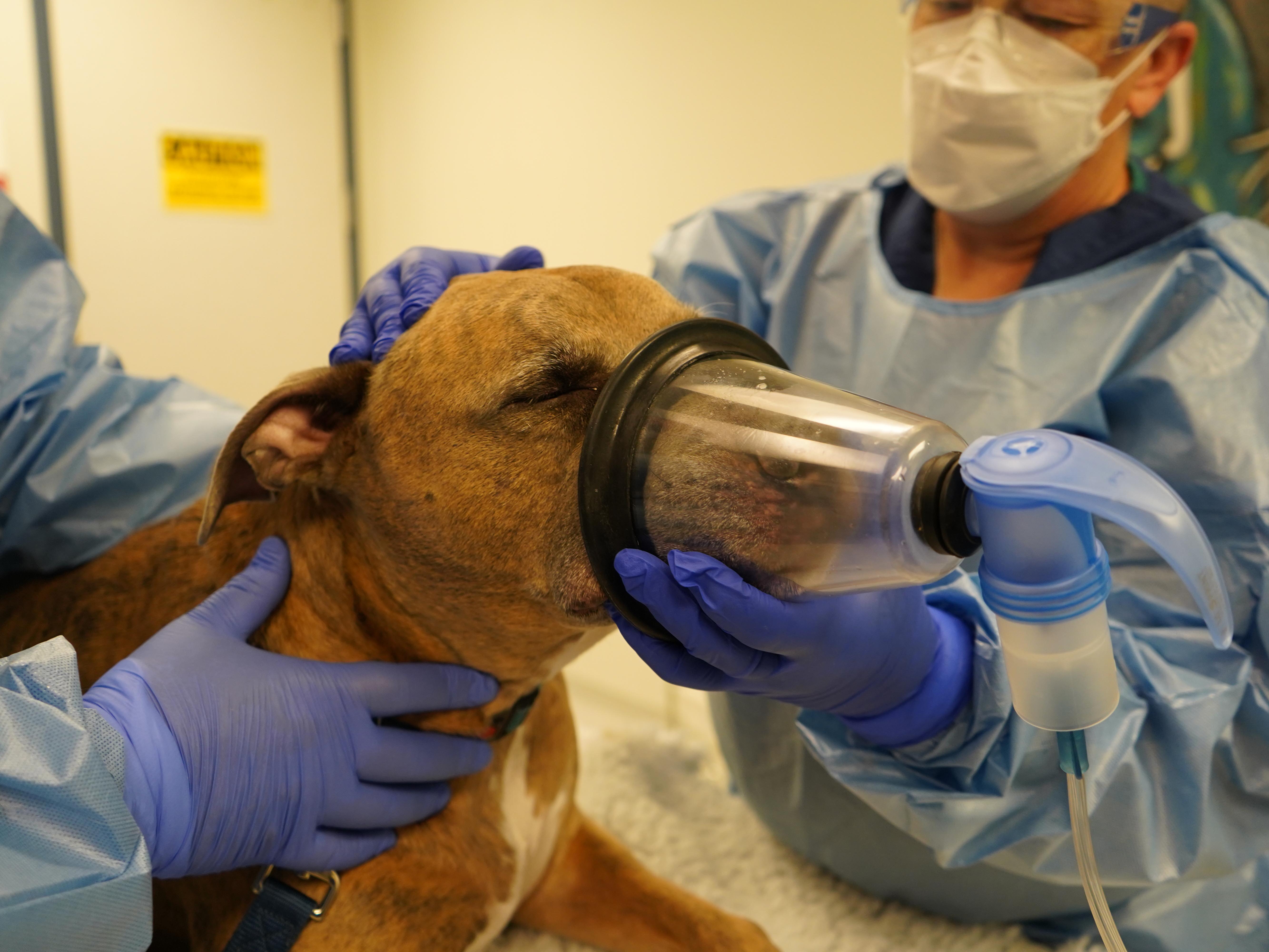Brown medium-sized dog with a oxygen mask around his snout.